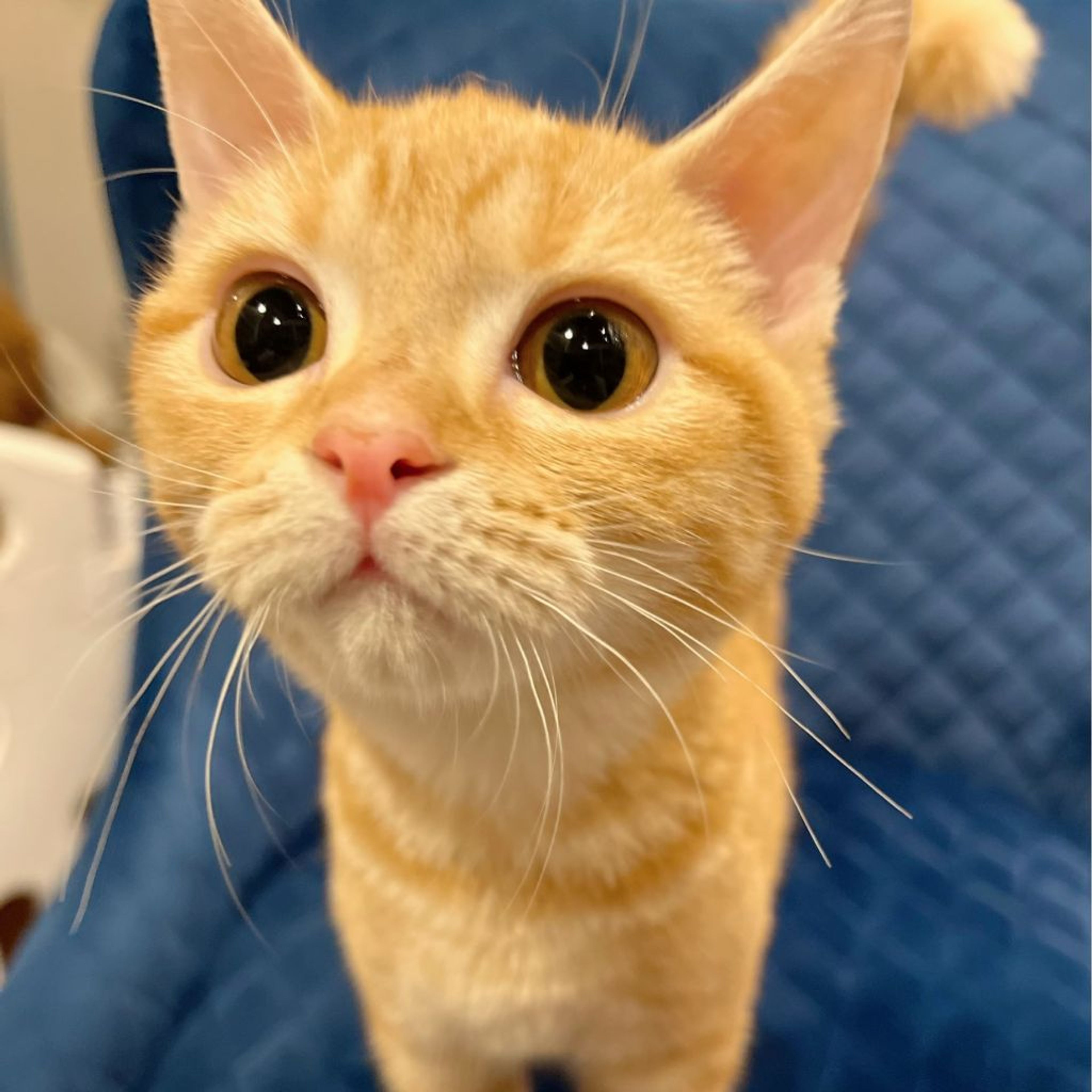 pet-image-5