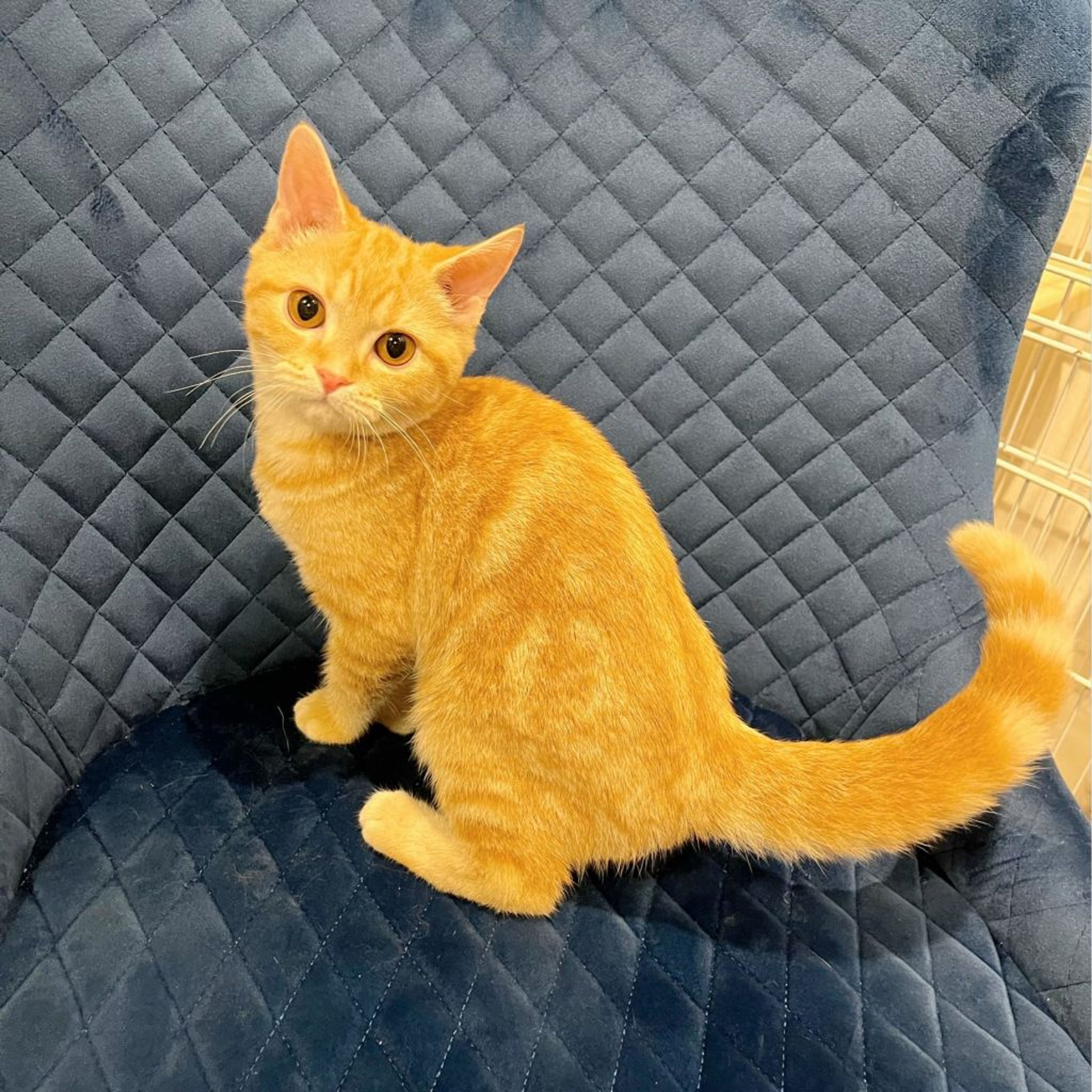 pet-image-6
