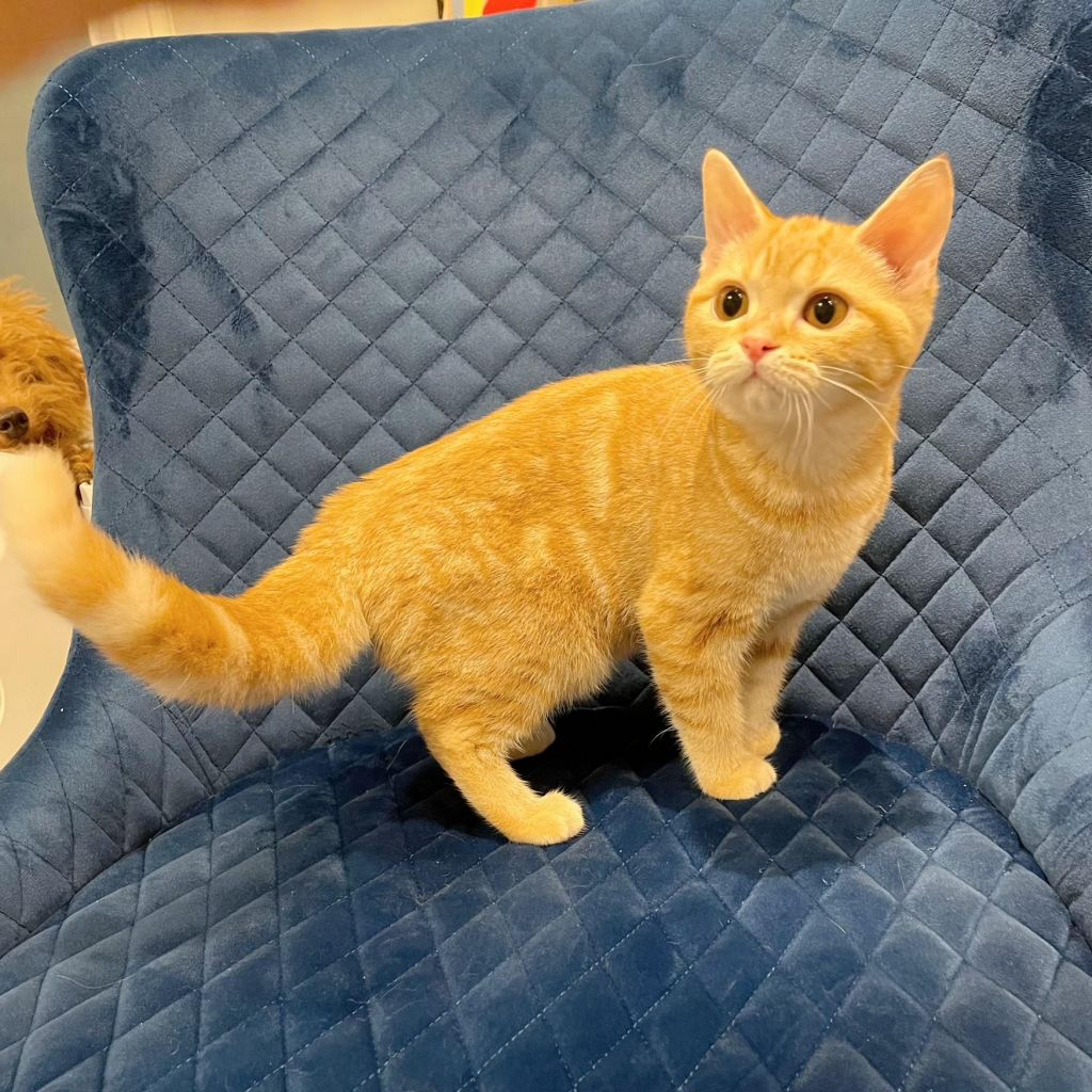 pet-image-7