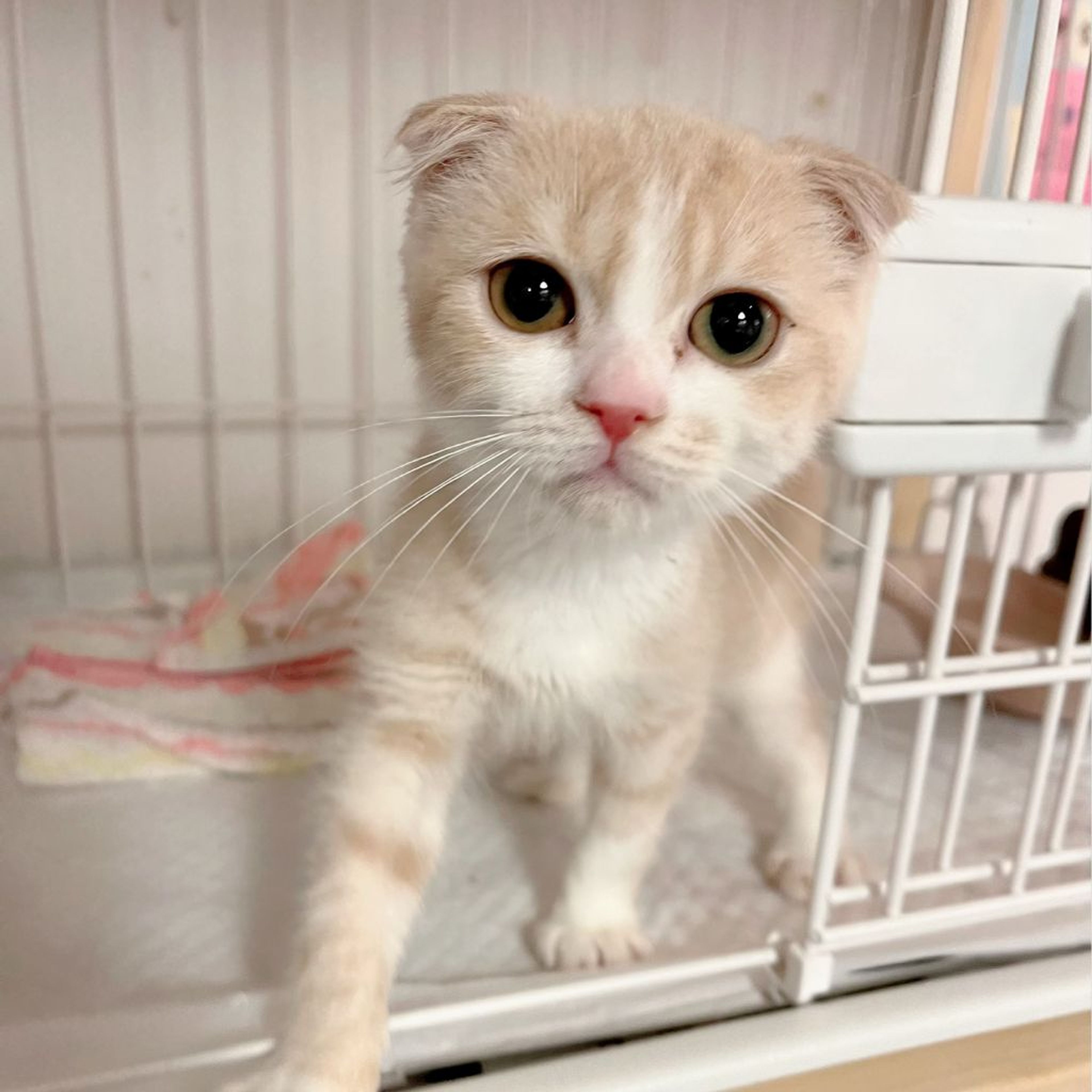 スコティッシュフォールド・オスの里親募集の写真