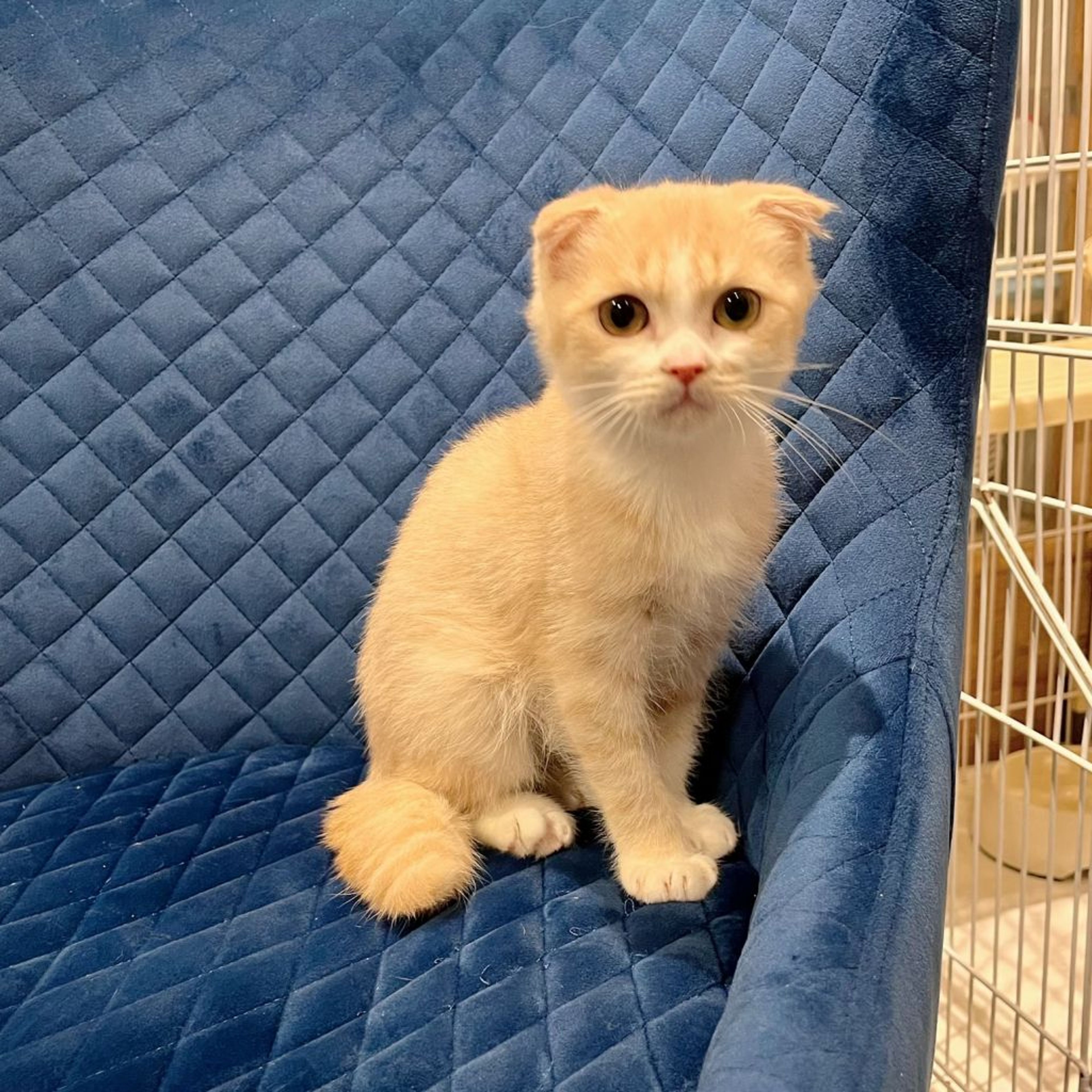 pet-image-3