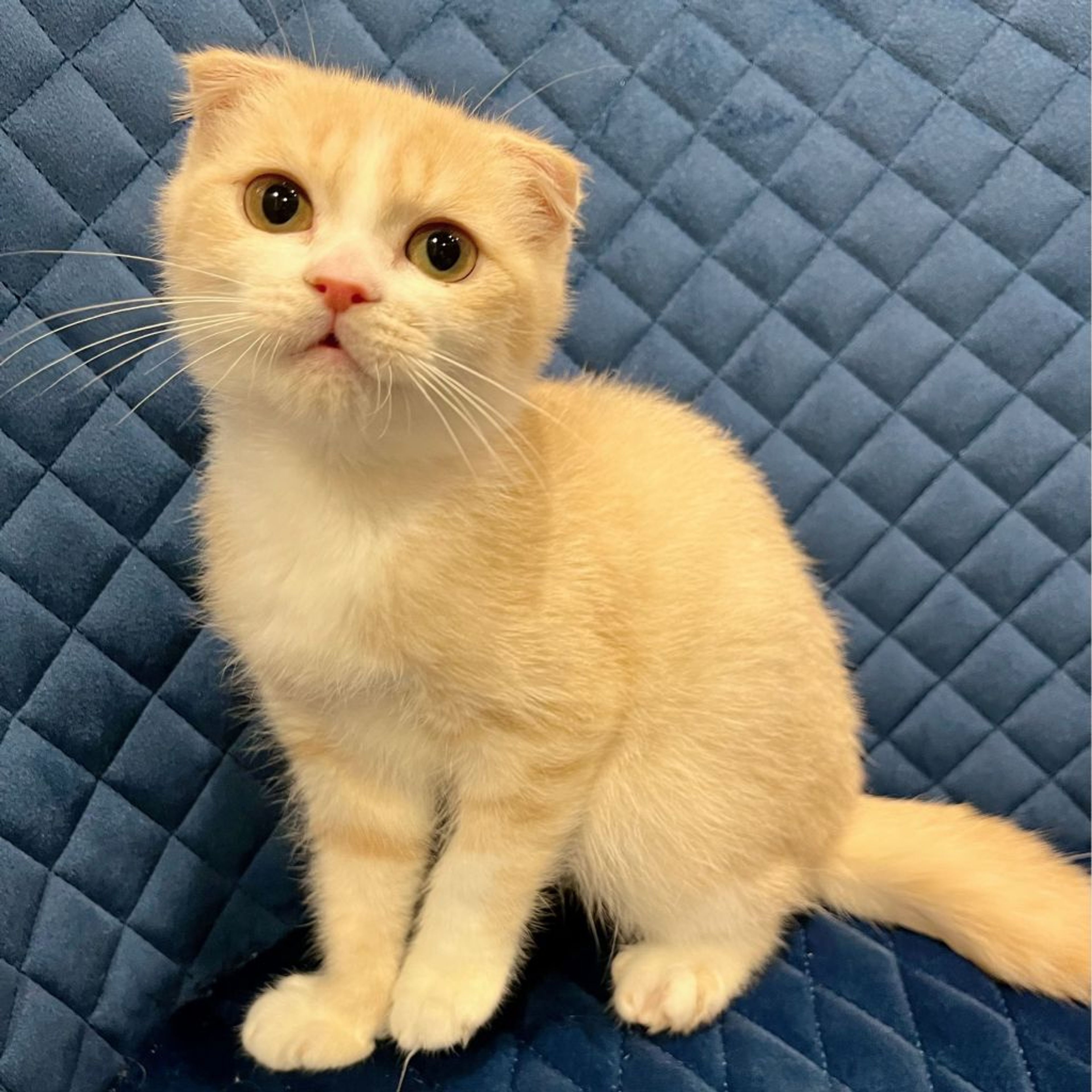 pet-image-4