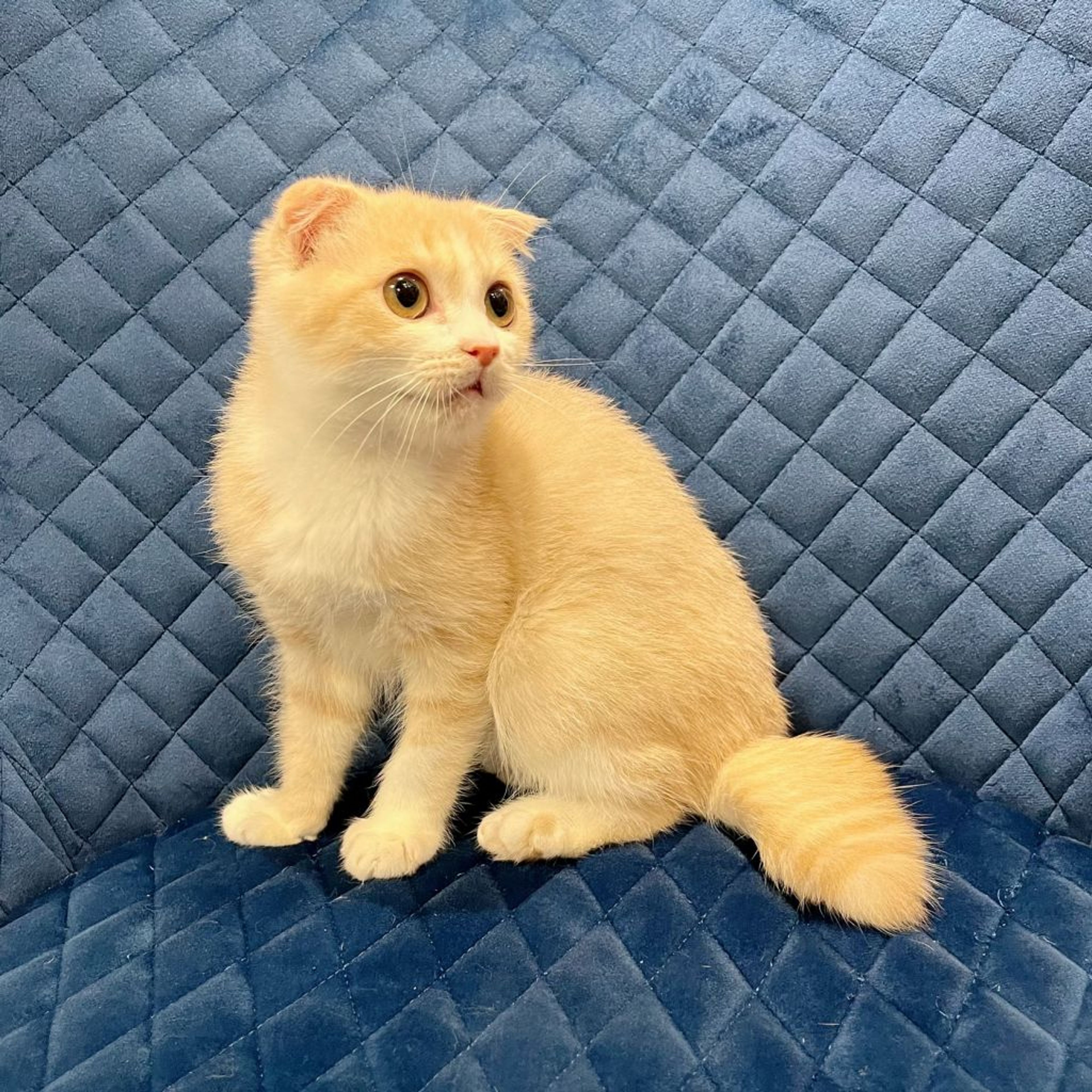 pet-image-5