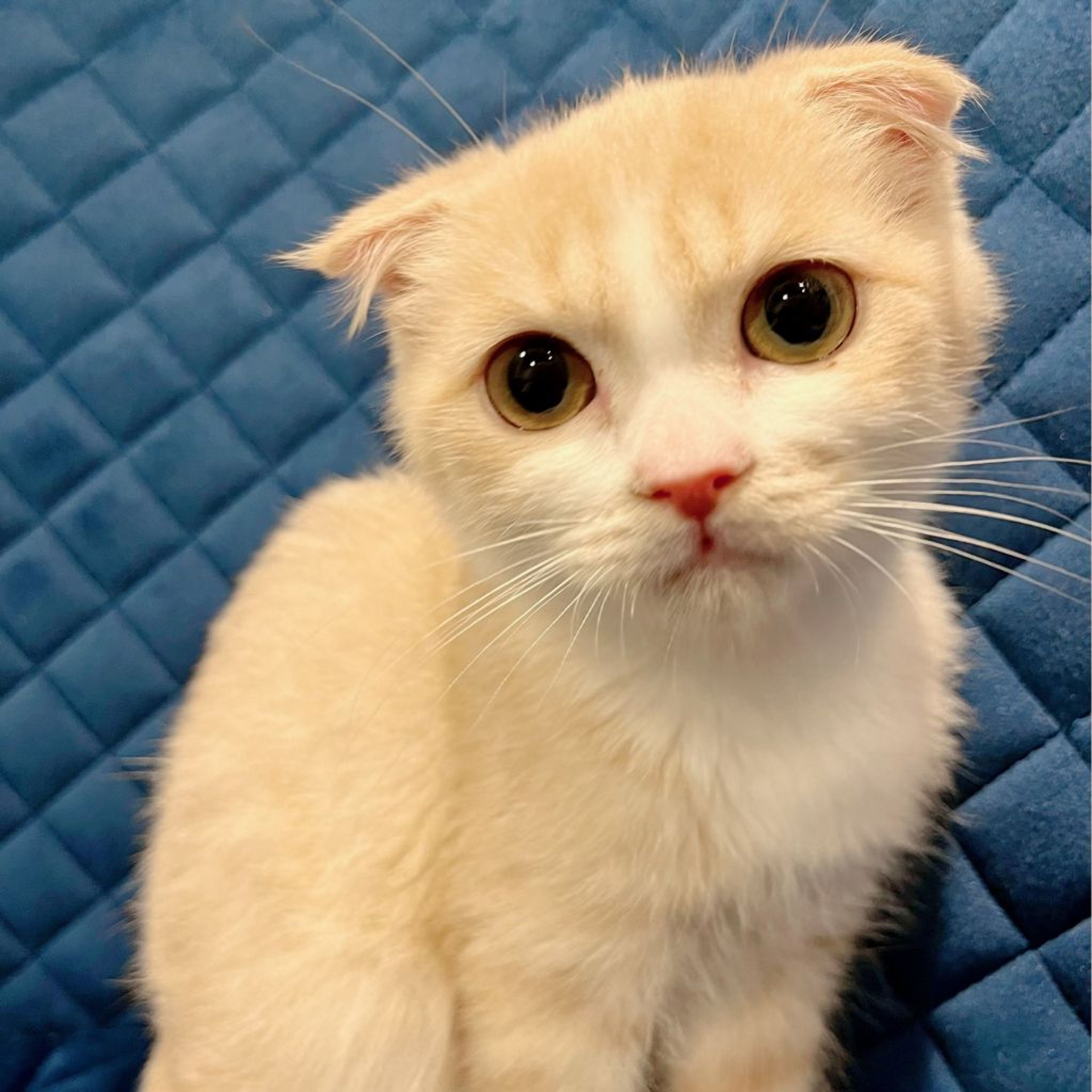 pet-image-6