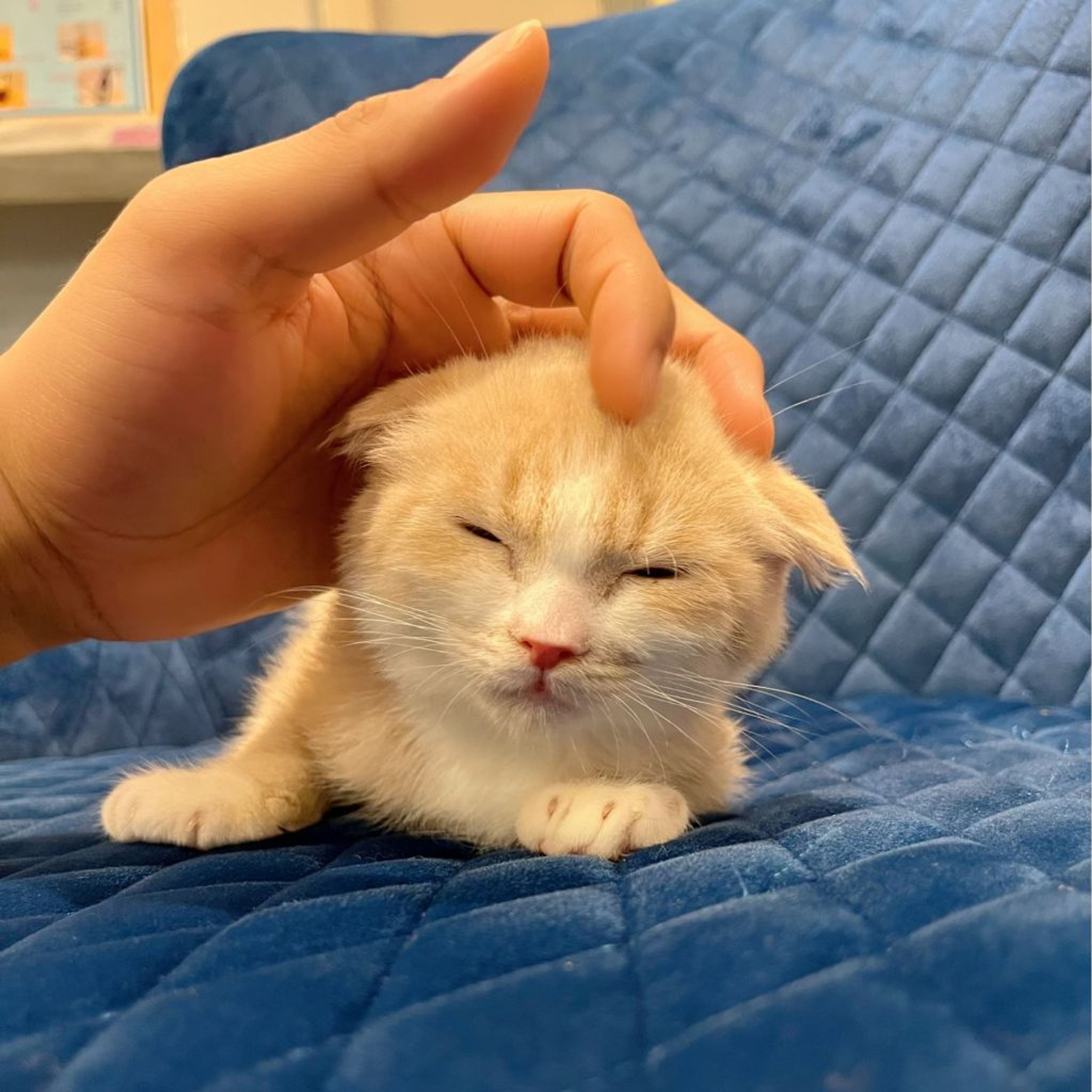 pet-image-7