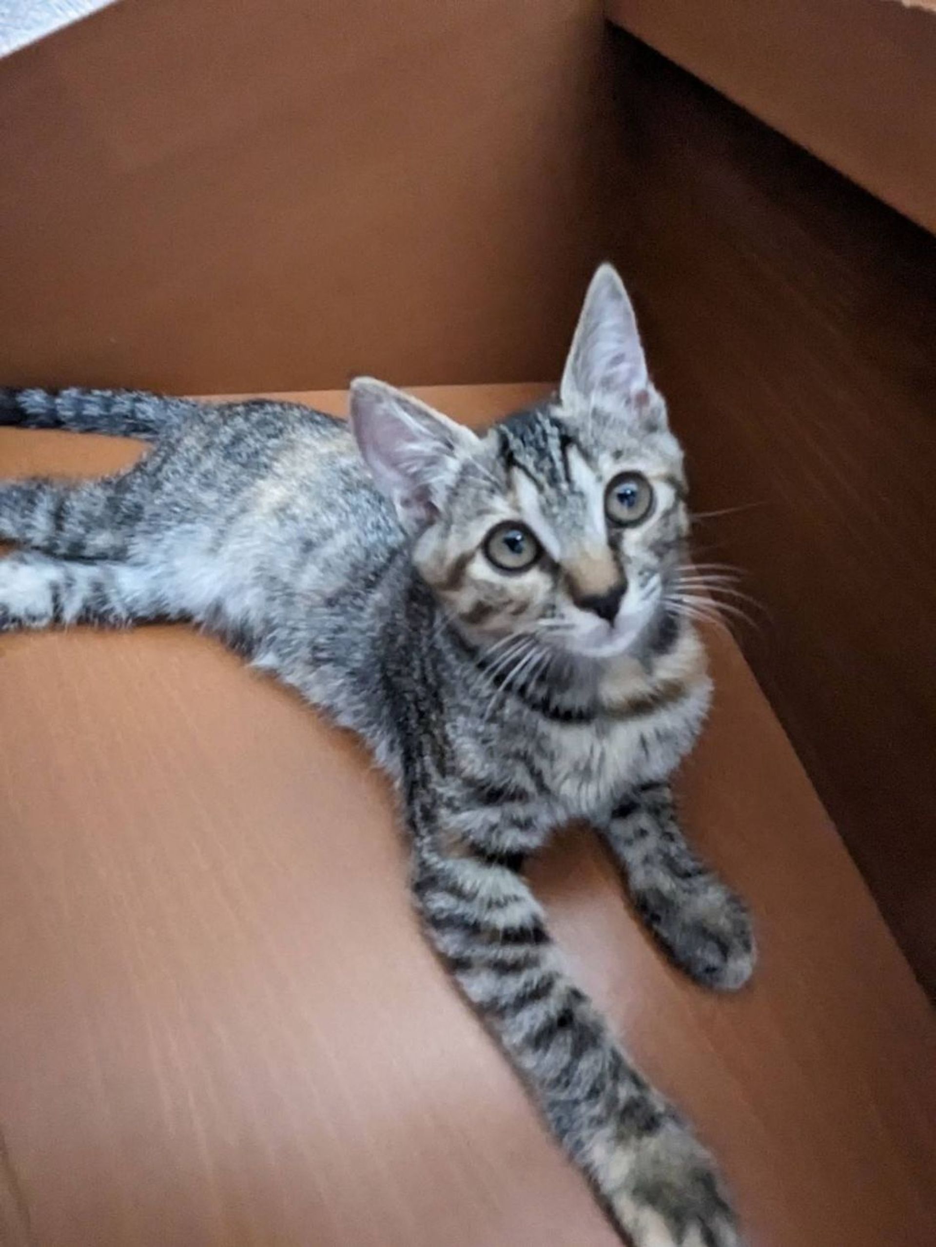 雑種（ミックス猫）・メスの里親募集の写真