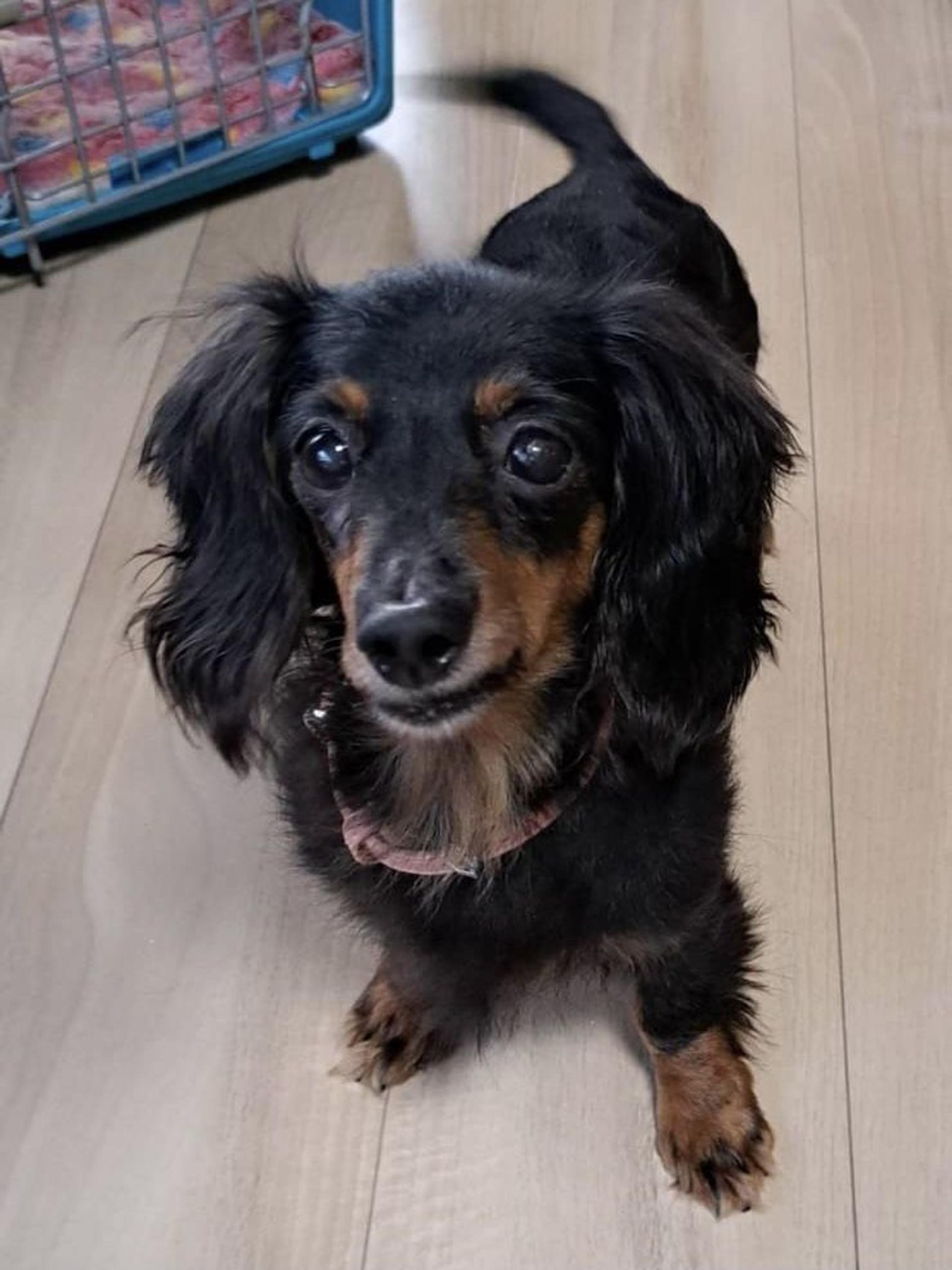 pet-image-3