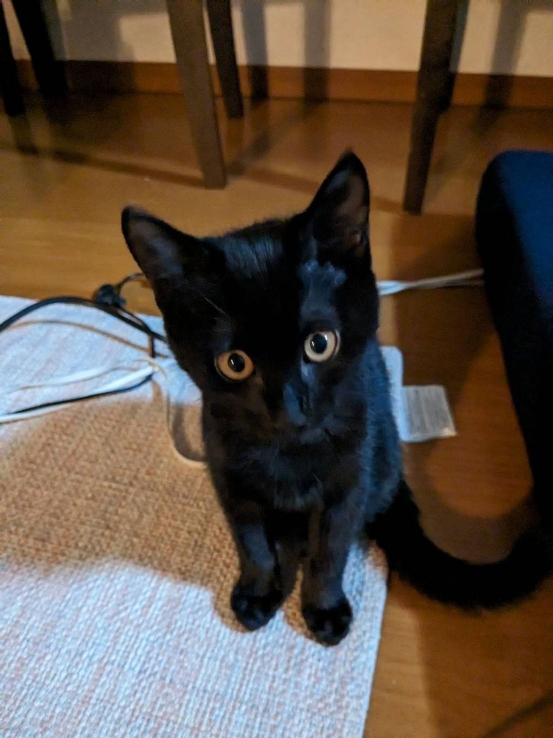 雑種（ミックス猫）・オスの里親募集の写真