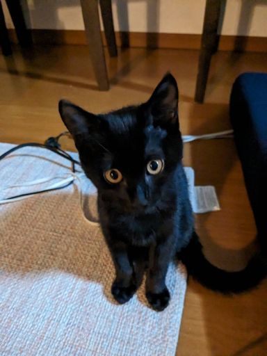 かぼすの写真