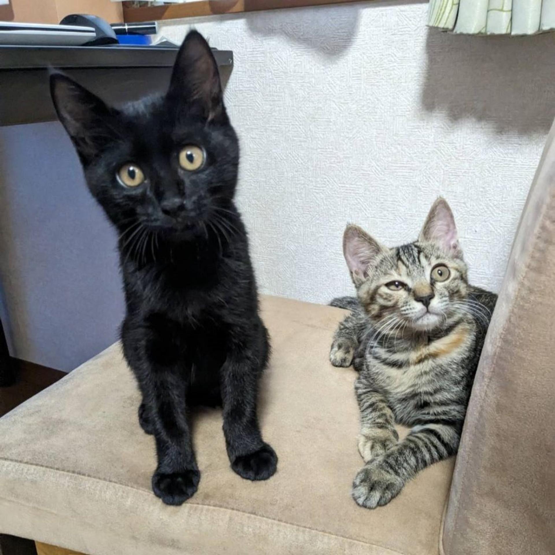 pet-image-9