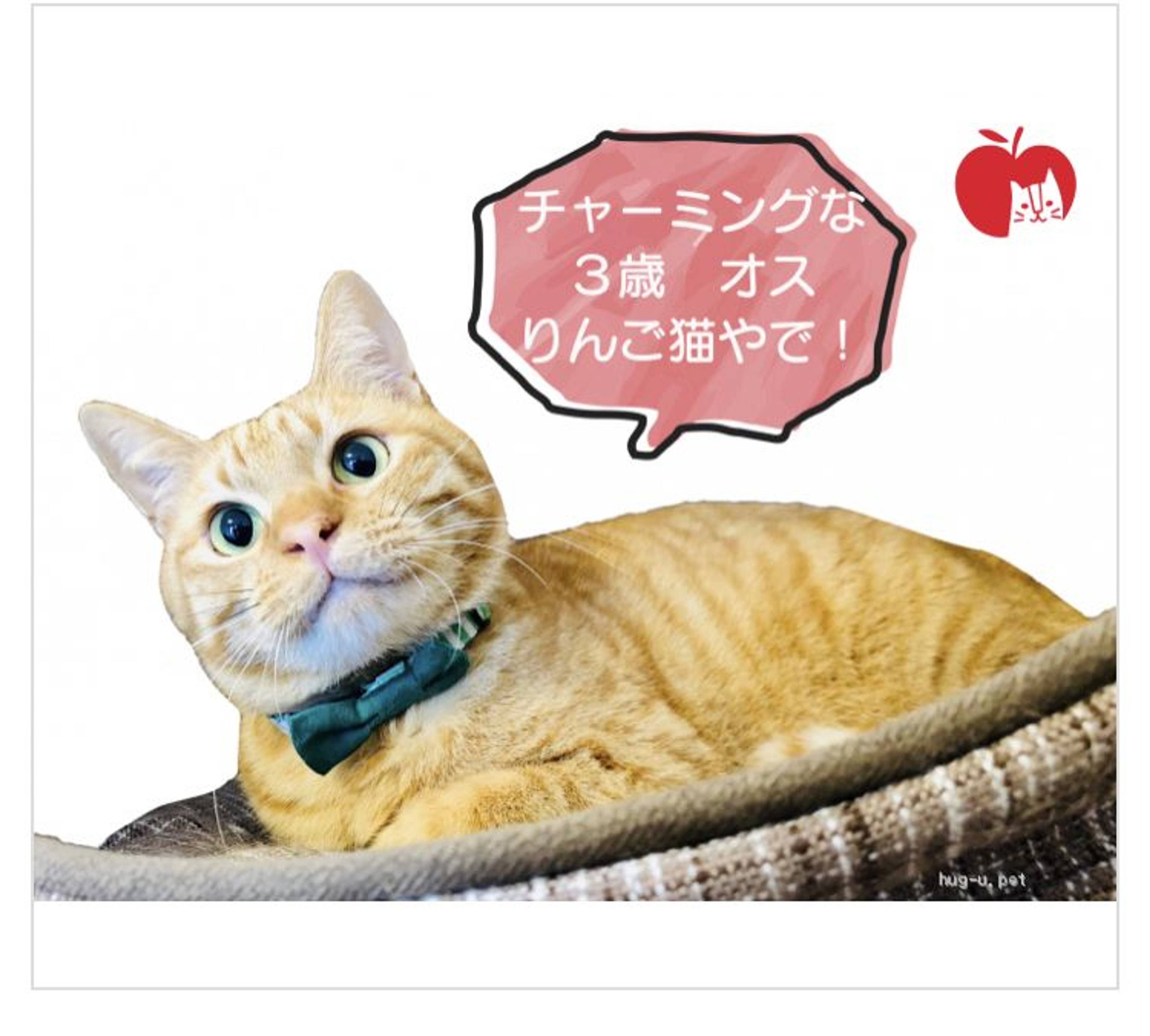 雑種（ミックス猫）・オスの里親募集の写真