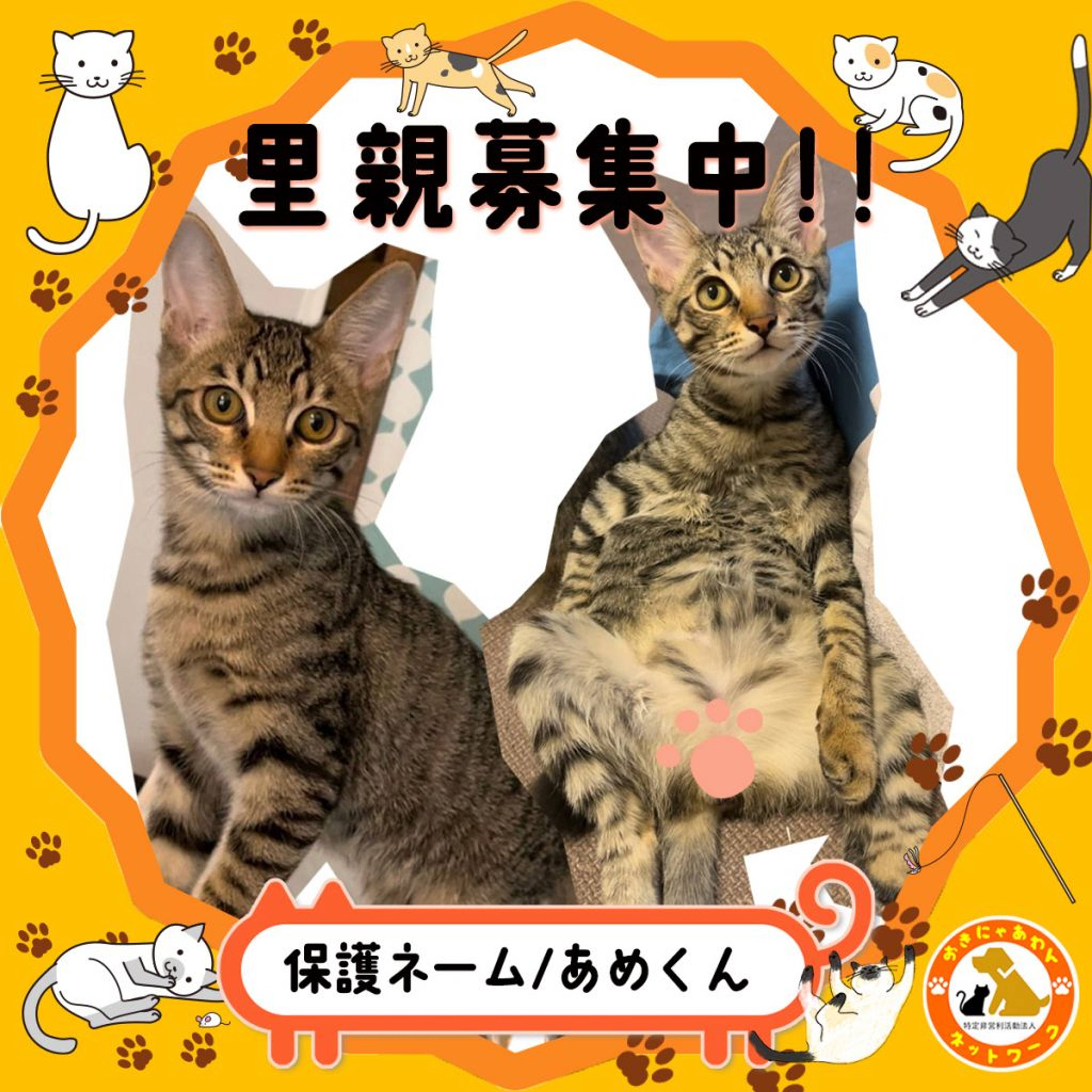 雑種（ミックス猫）・オスの里親募集の写真