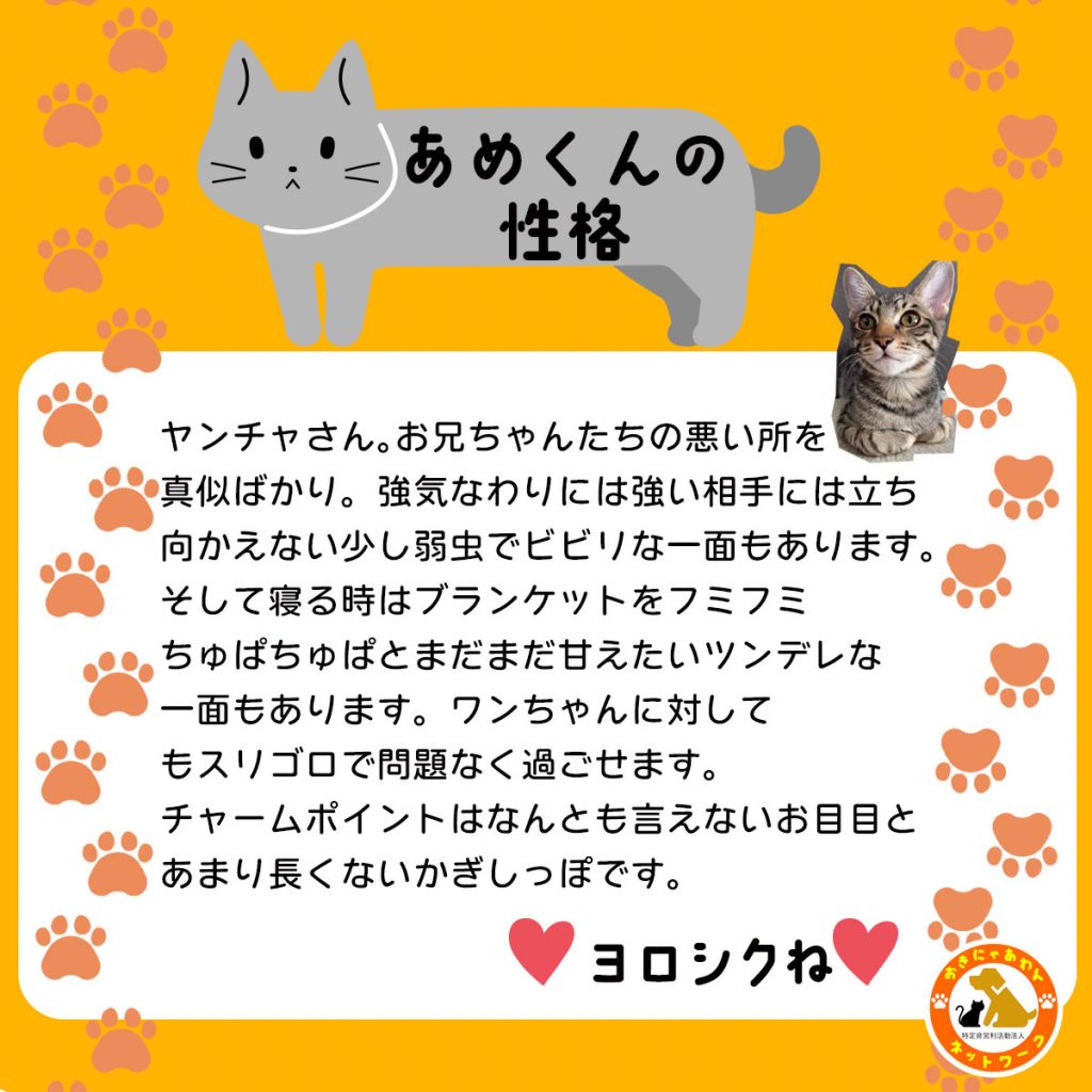 pet-image-3
