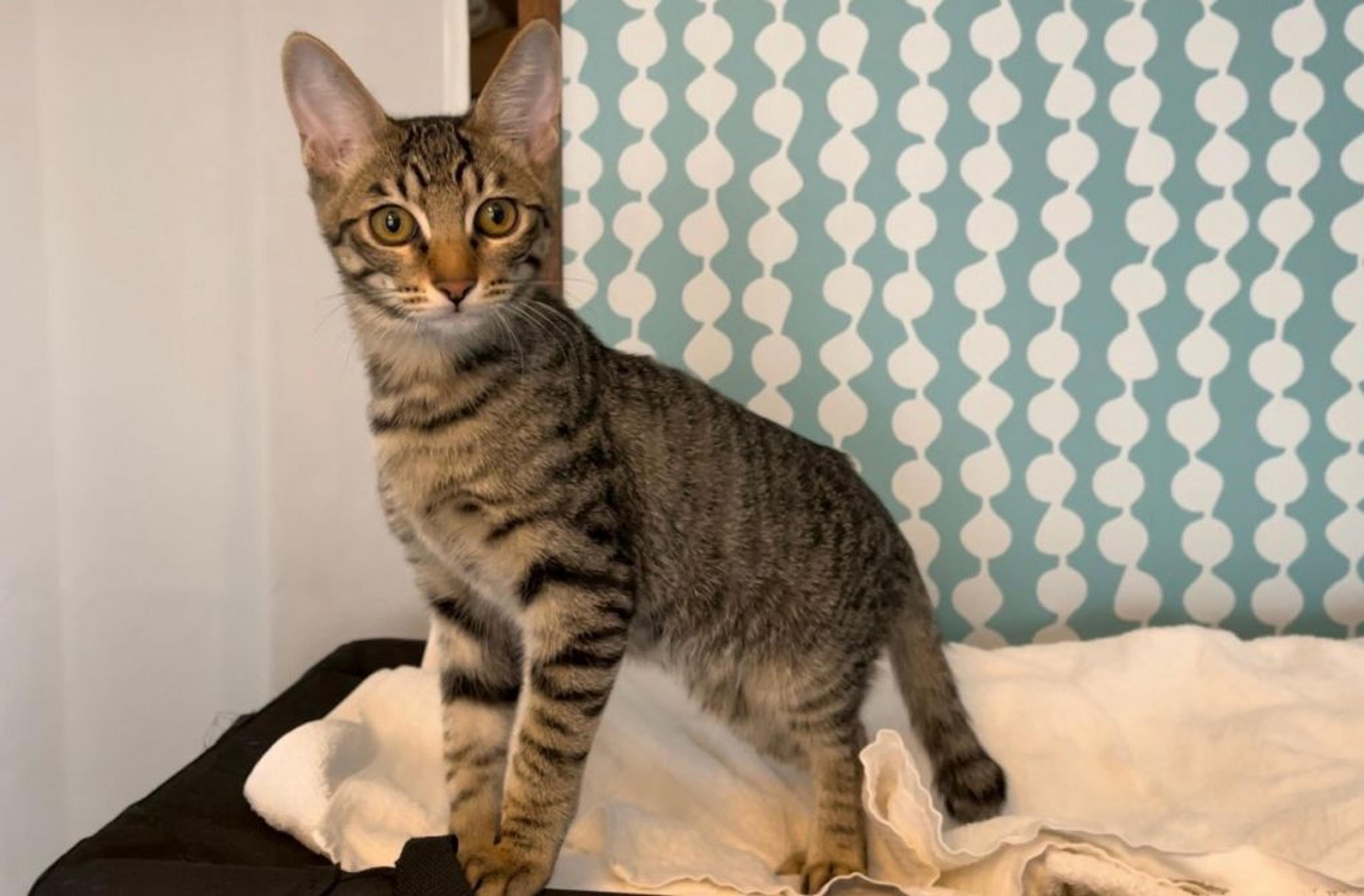 pet-image-4