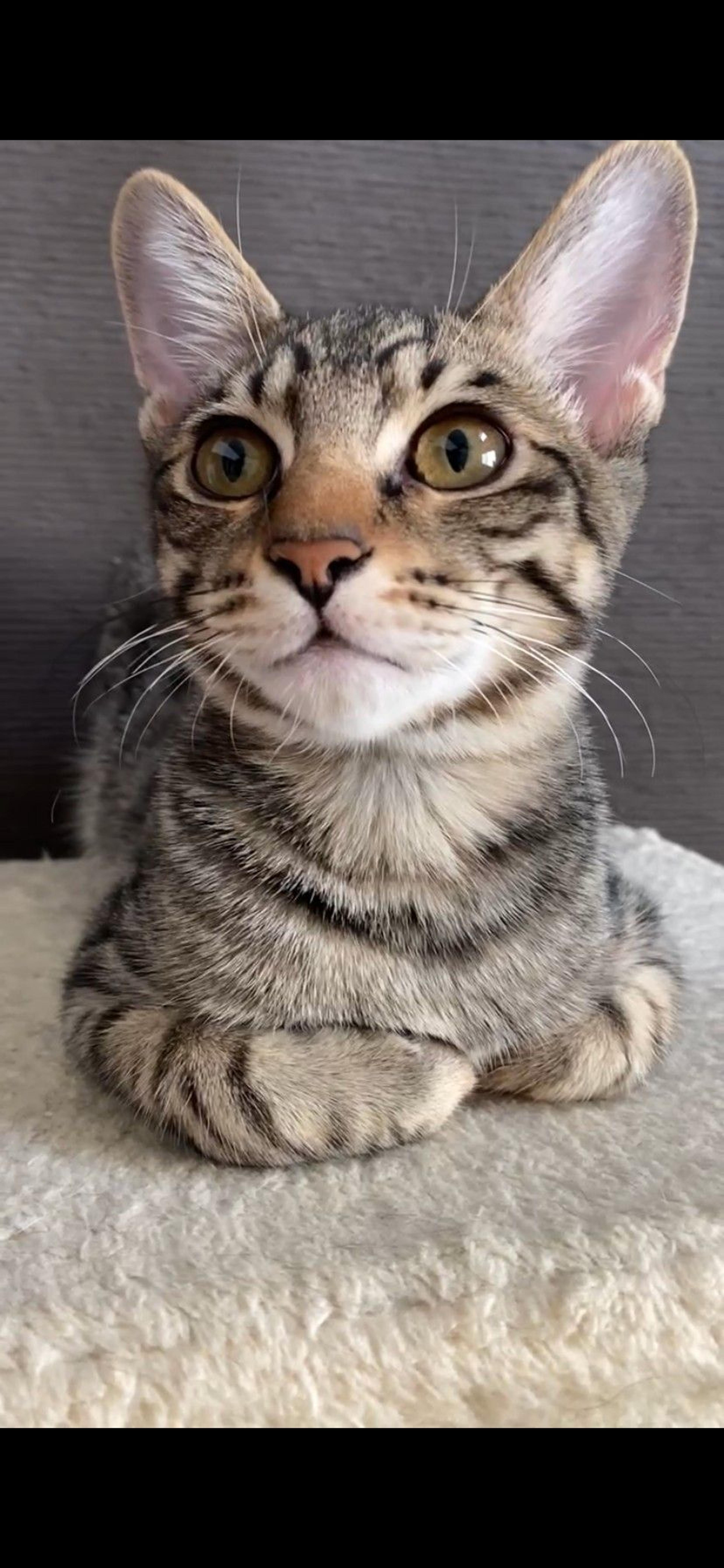 pet-image-7