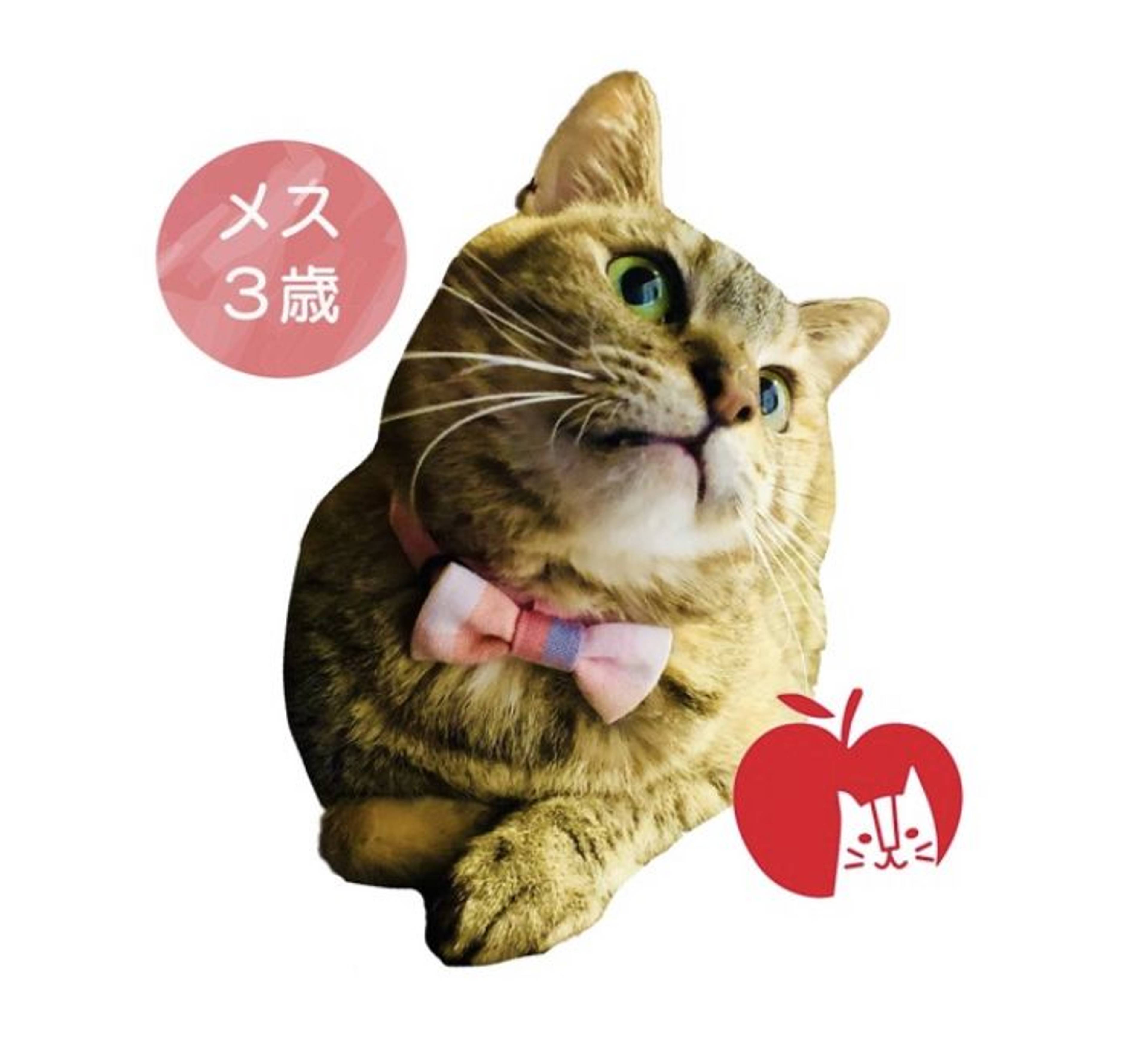 雑種（ミックス猫）・メスの里親募集の写真
