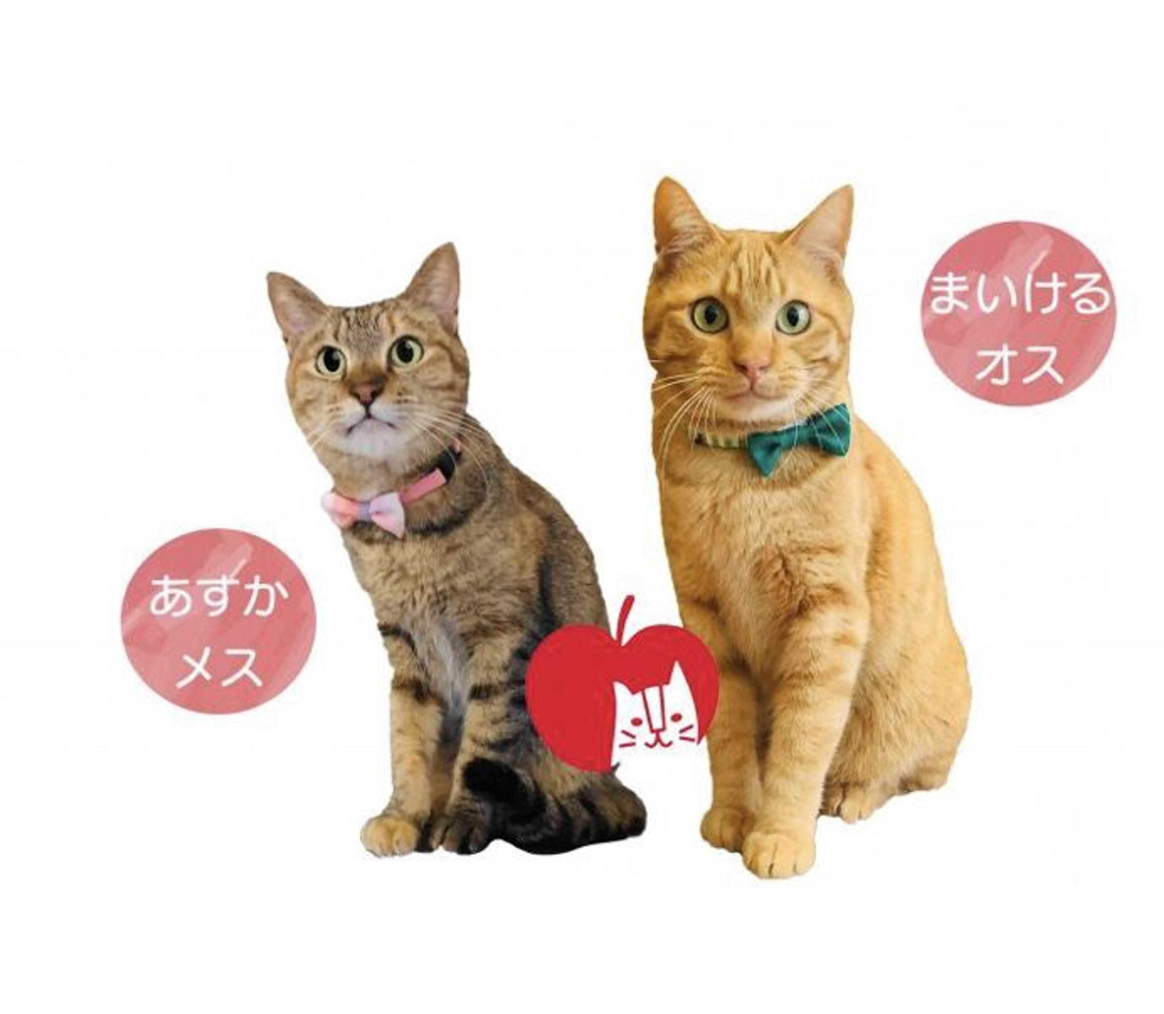 pet-image-2