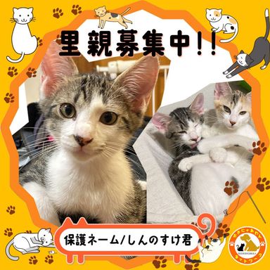 しんのすけ