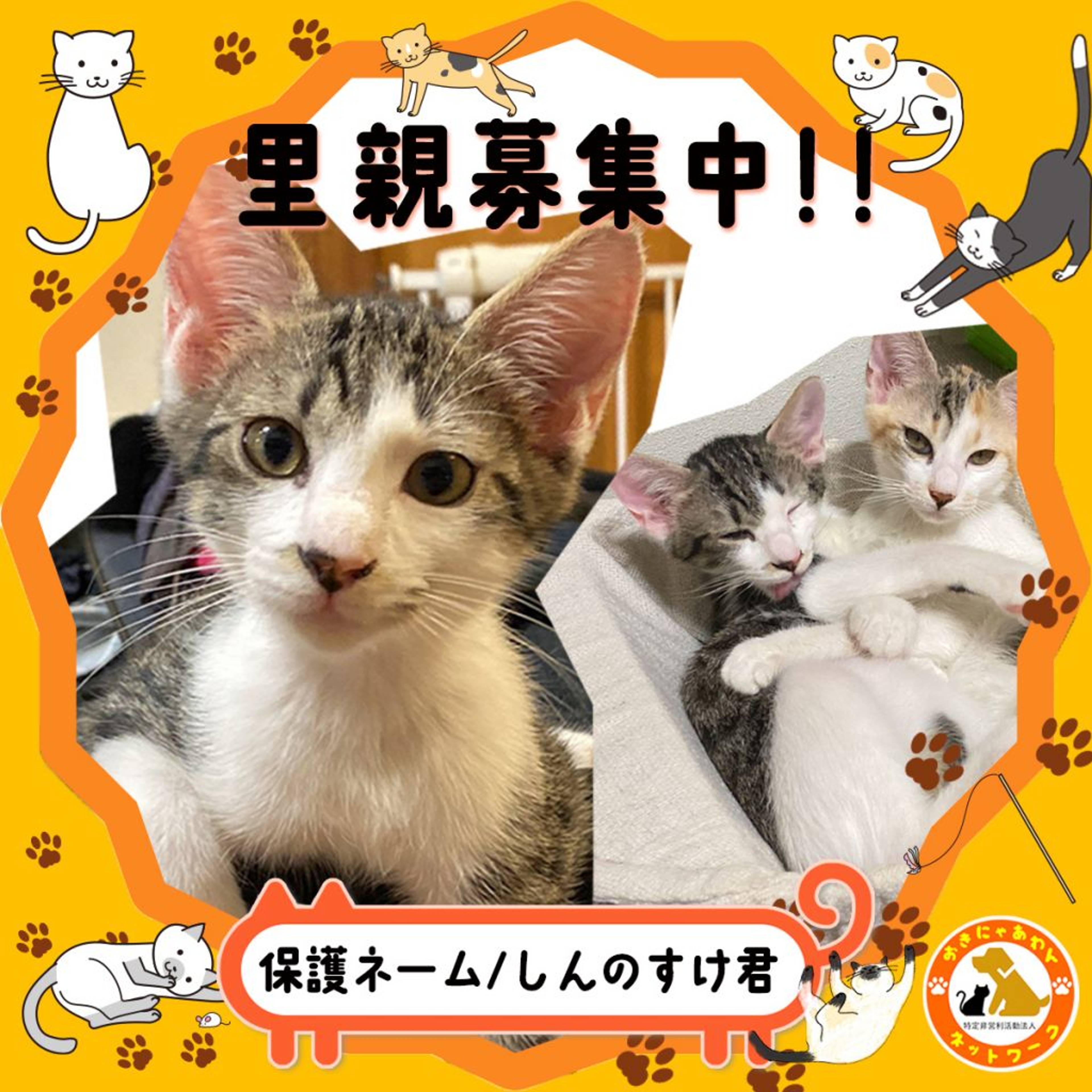 雑種（ミックス猫）・オスの里親募集の写真