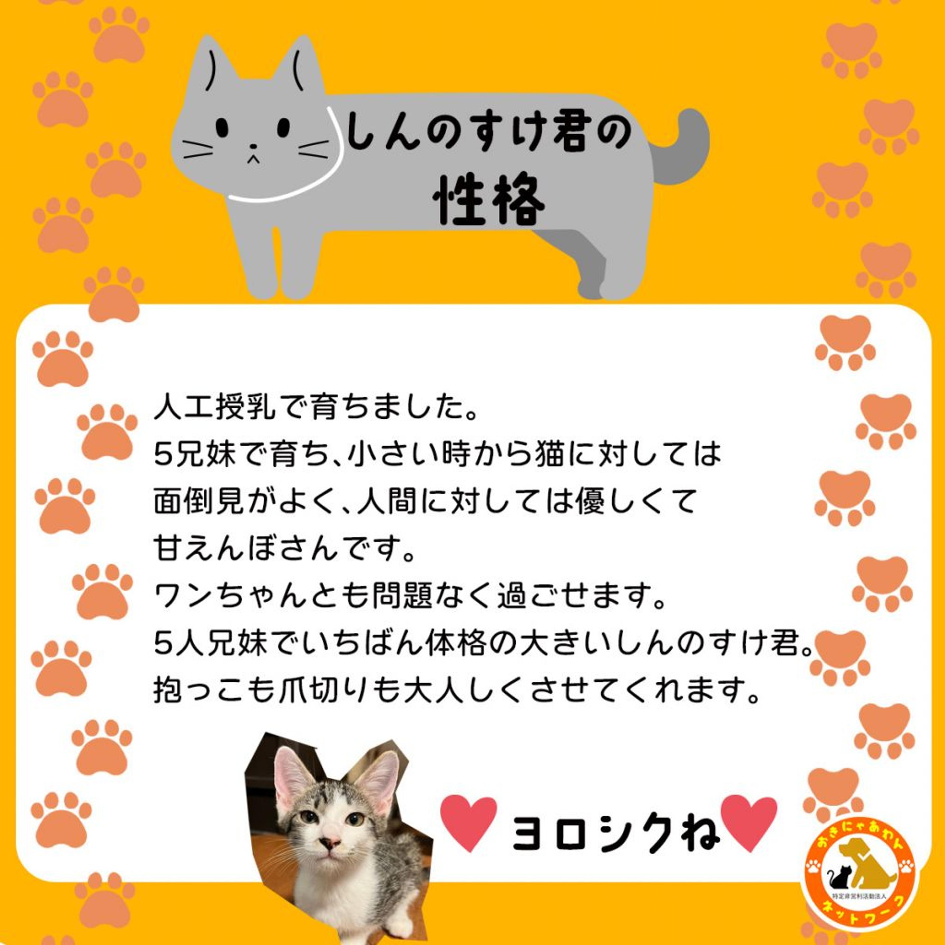 pet-image-3