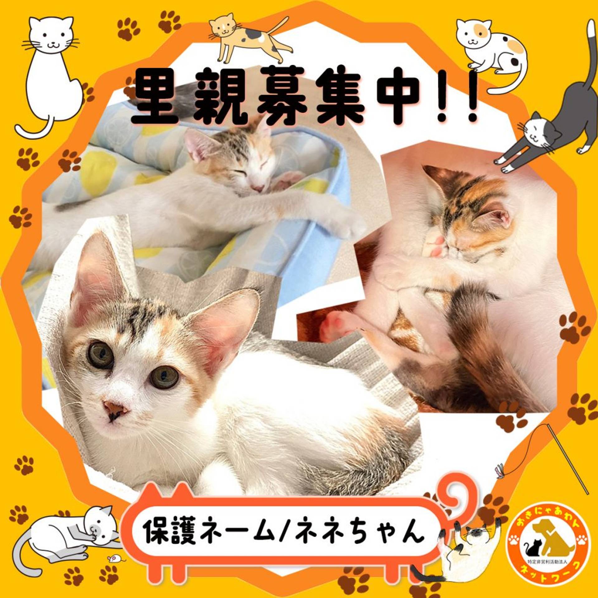 雑種（ミックス猫）・メスの里親募集の写真