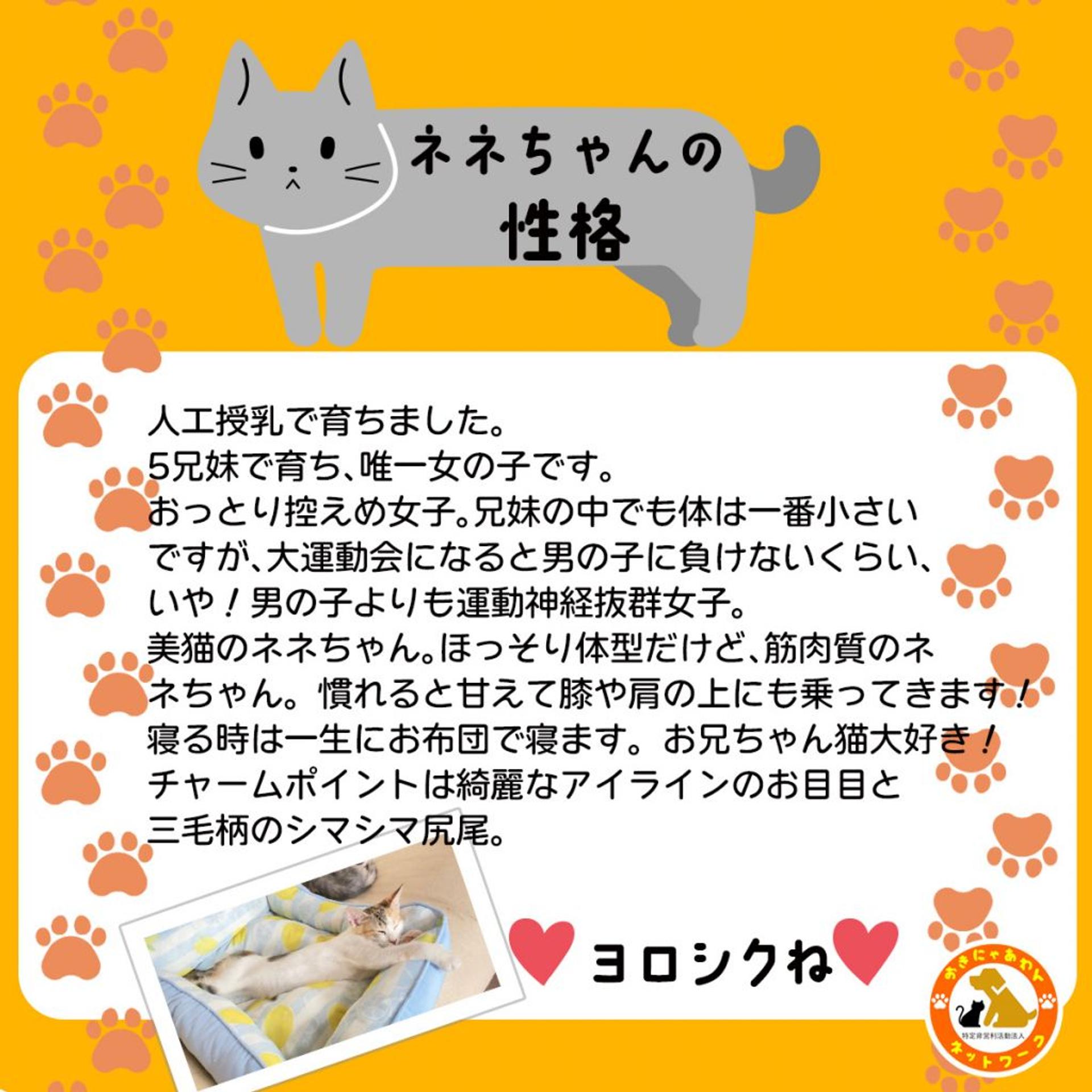 pet-image-3
