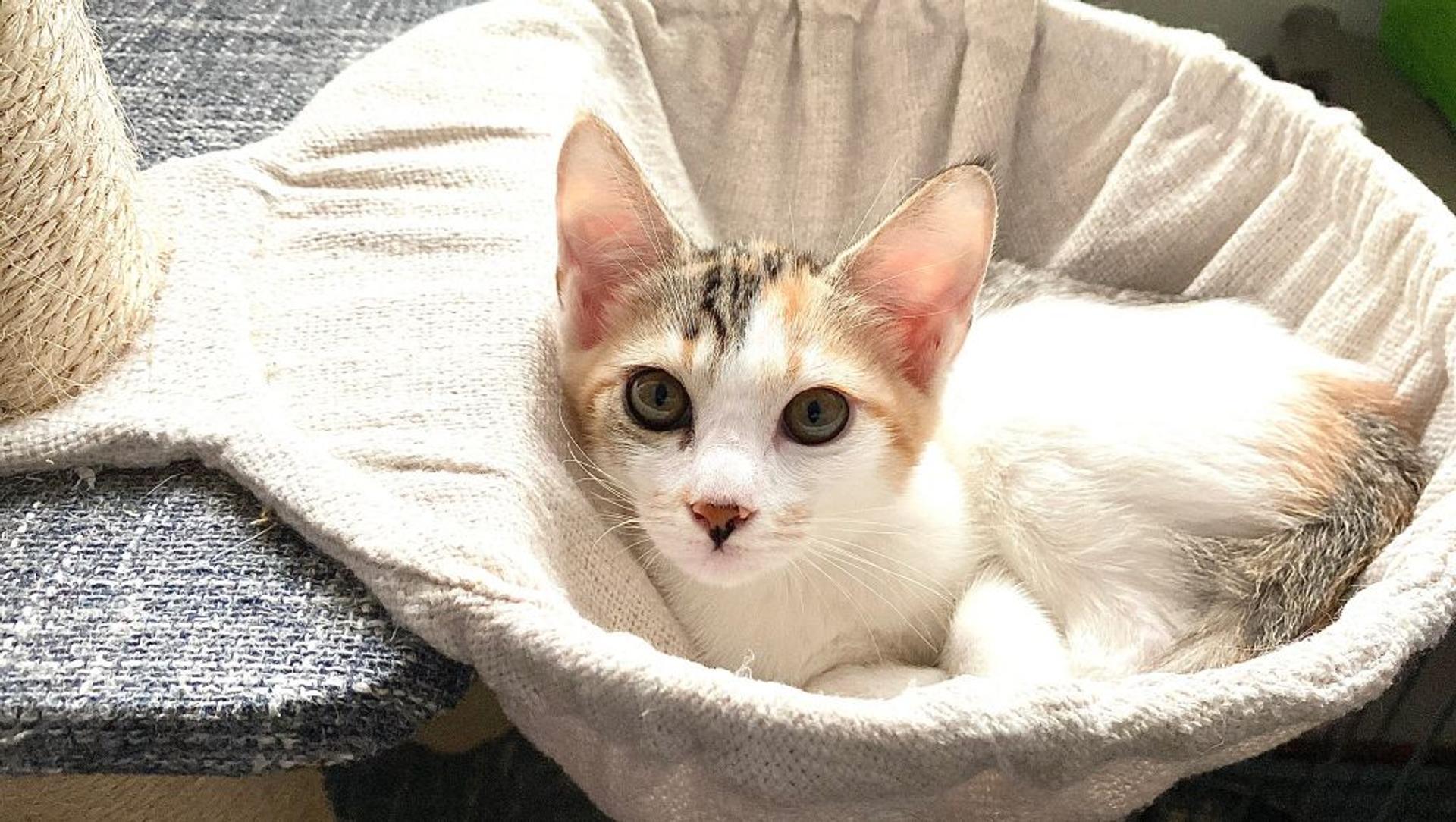 pet-image-4