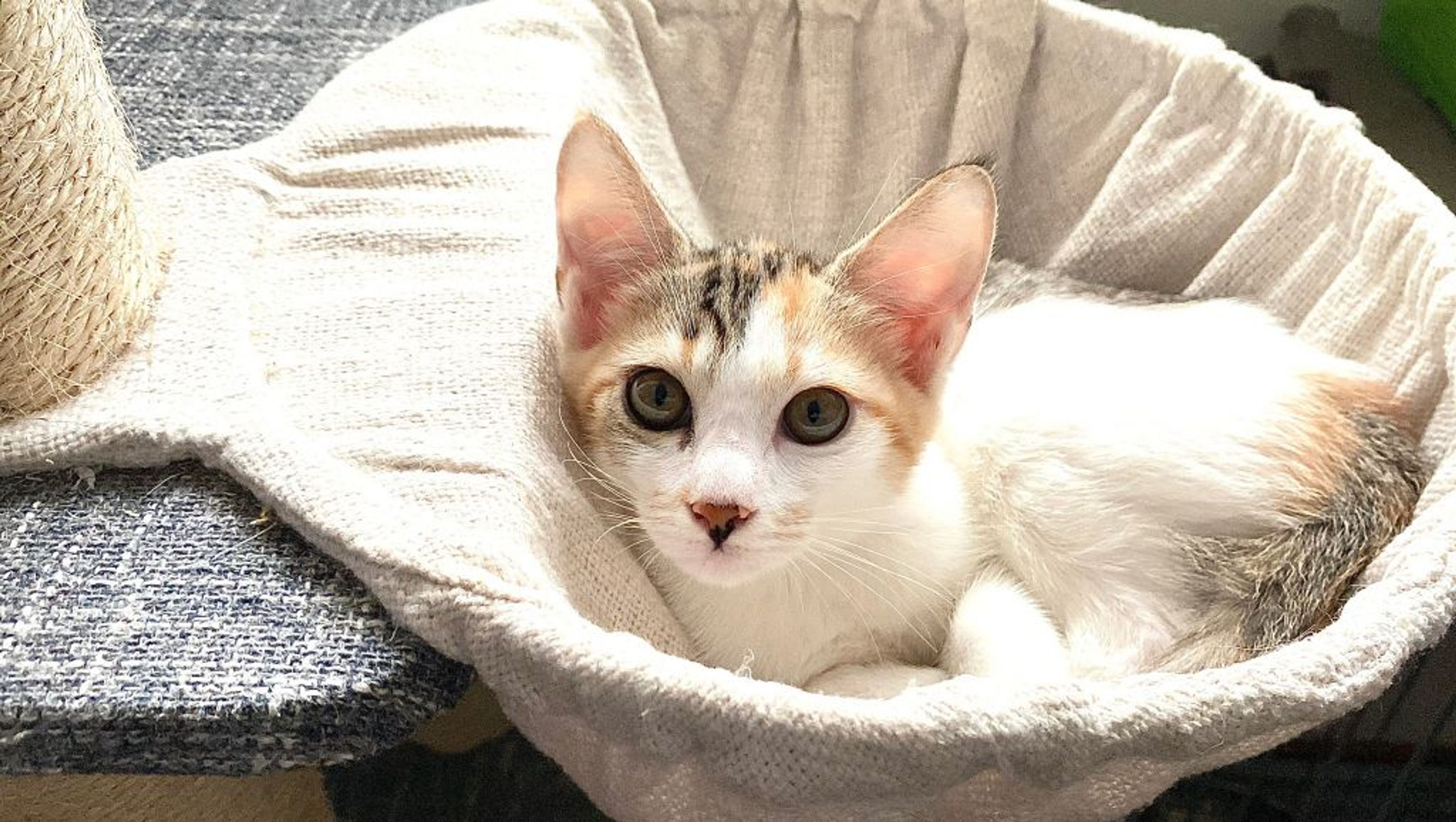 pet-image-4