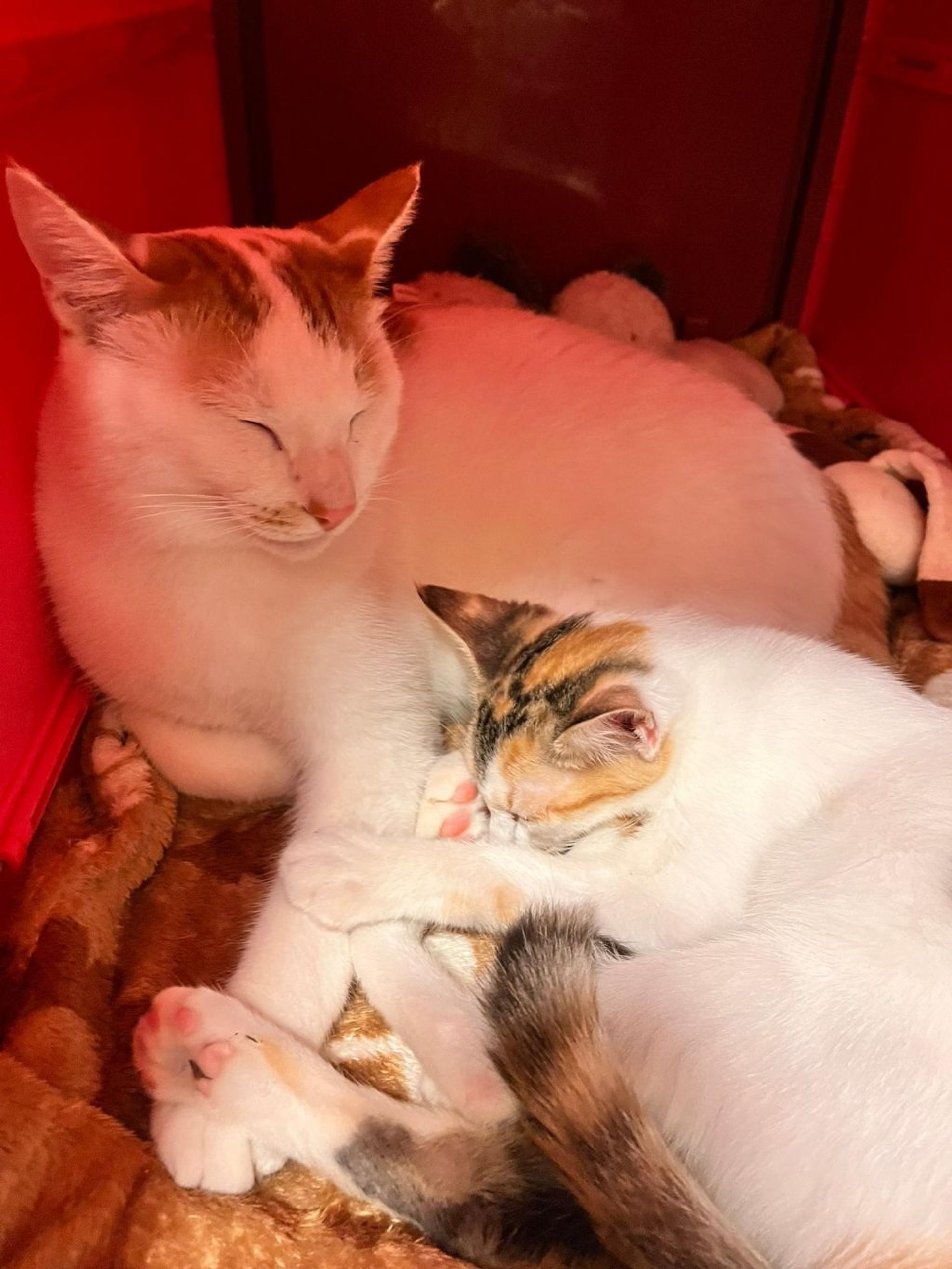 pet-image-5