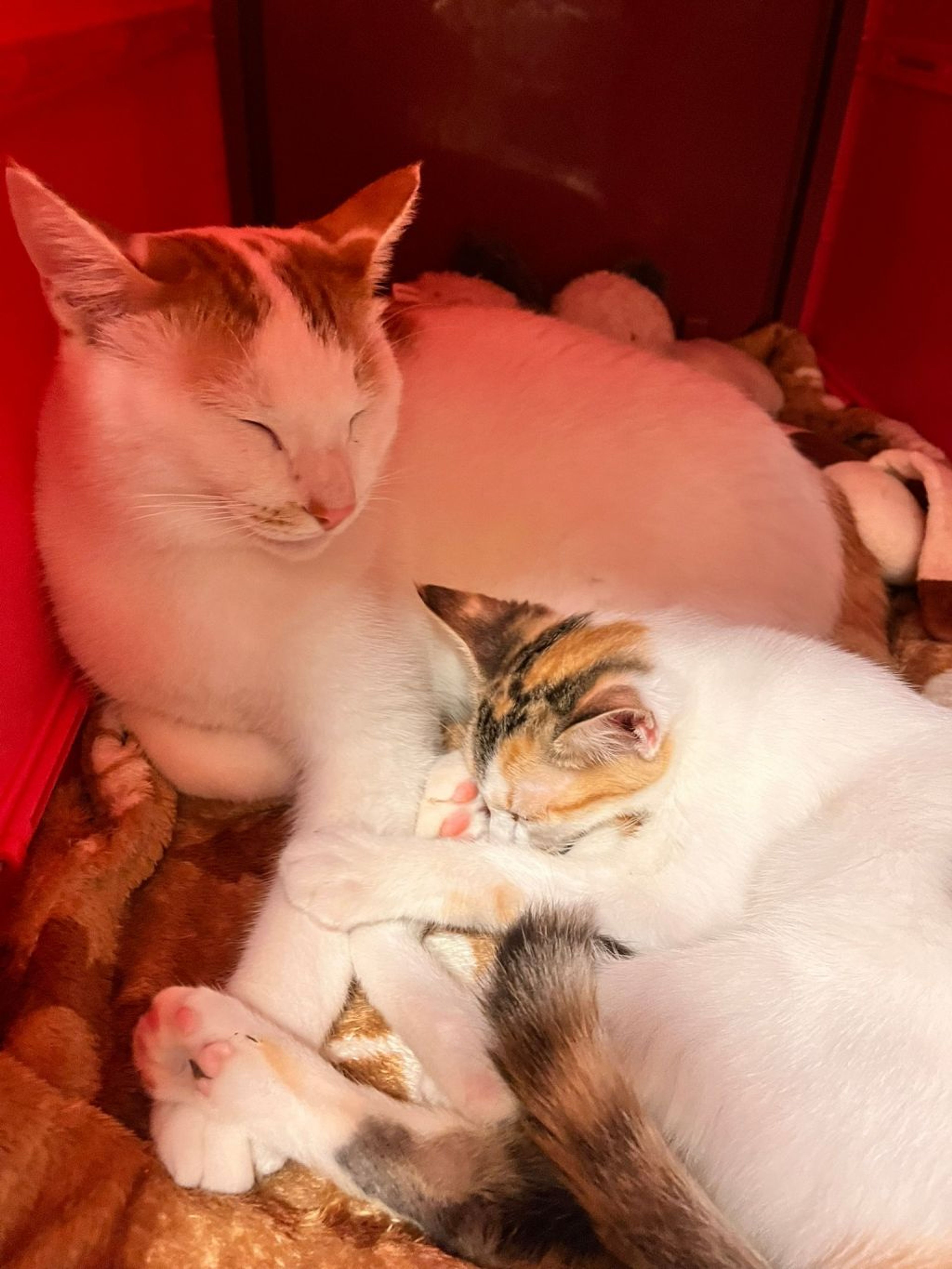 pet-image-5