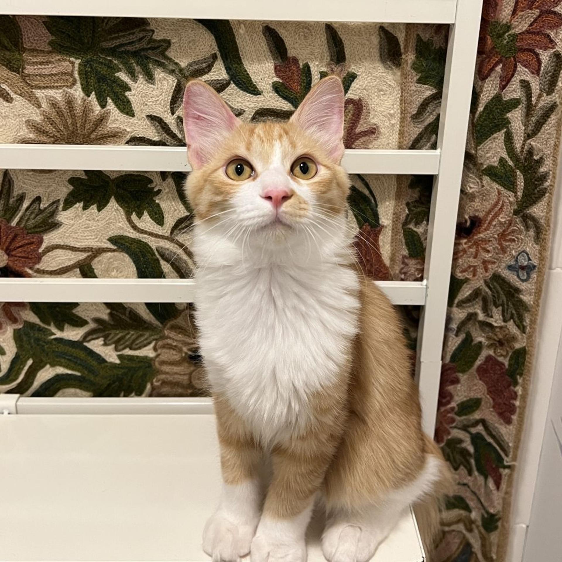 pet-image-8