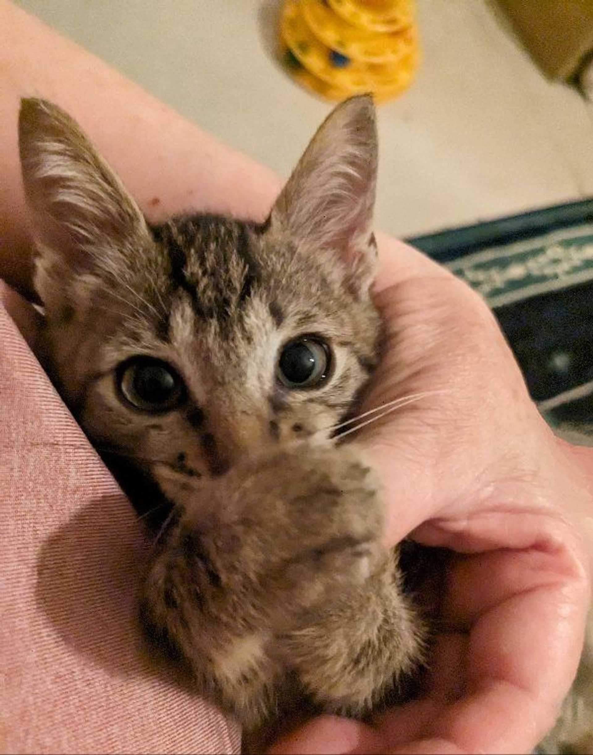 雑種（ミックス猫）・オスの里親募集の写真