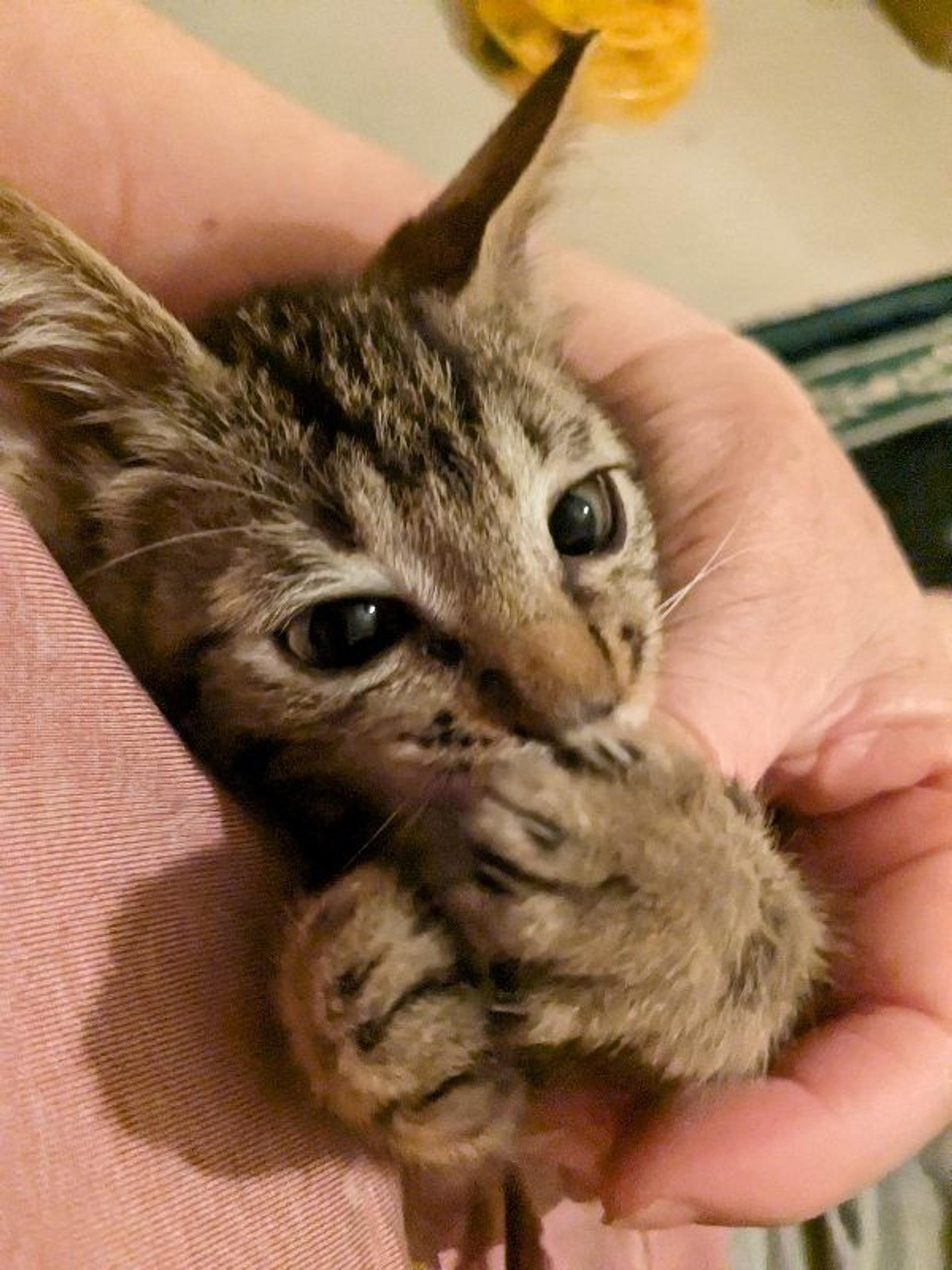 pet-image-2