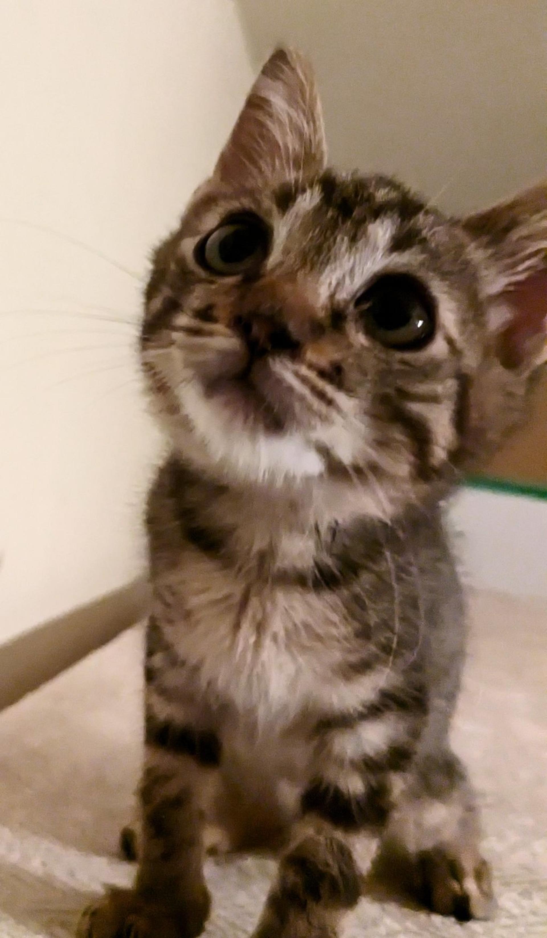 pet-image-3