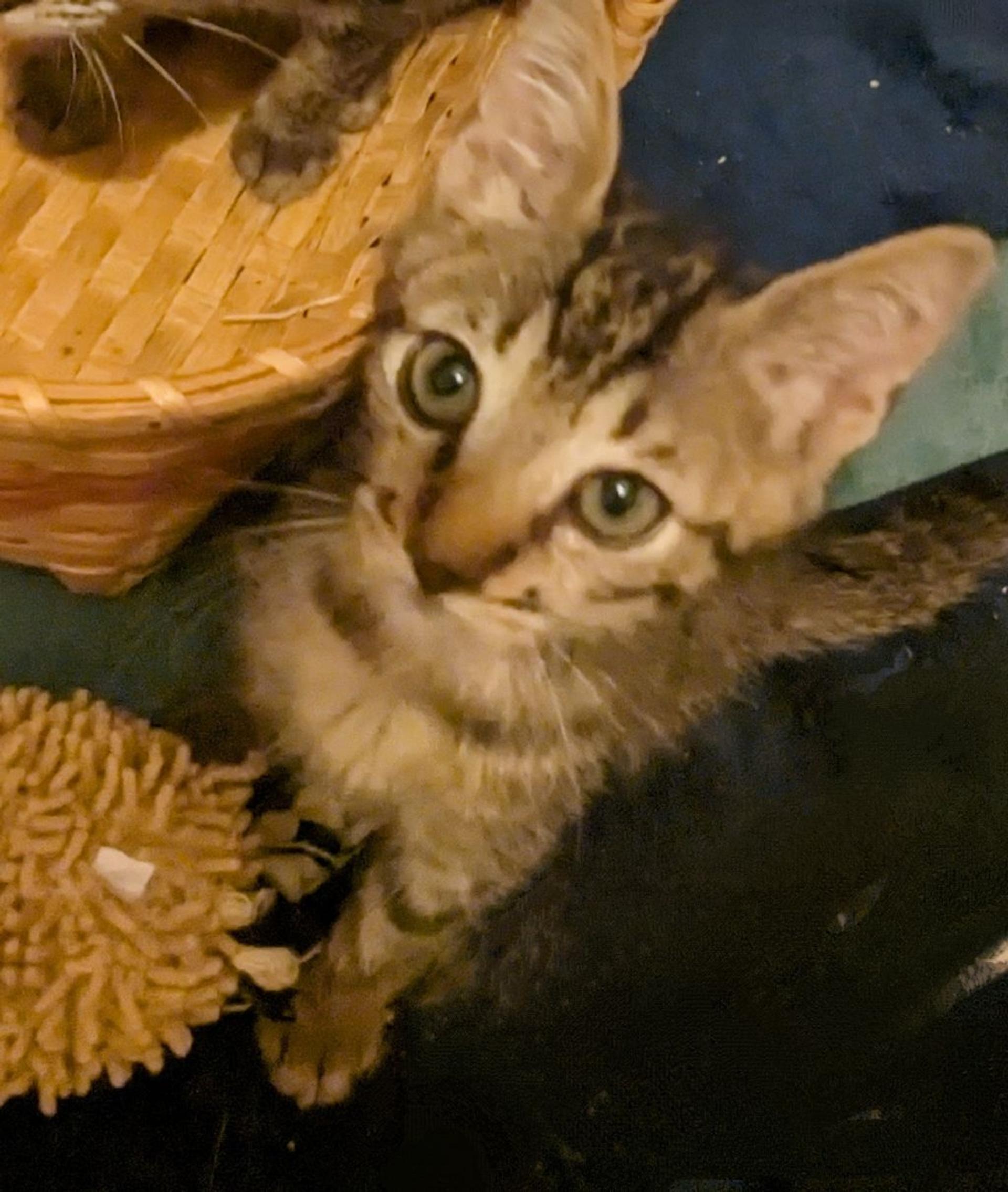 pet-image-4