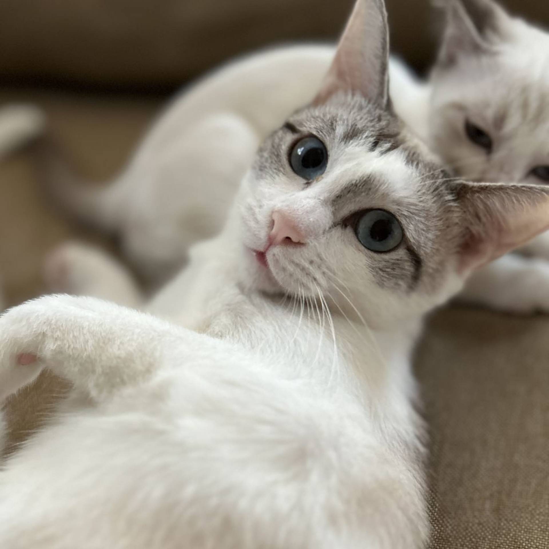 雑種（ミックス猫）・メスの里親募集の写真