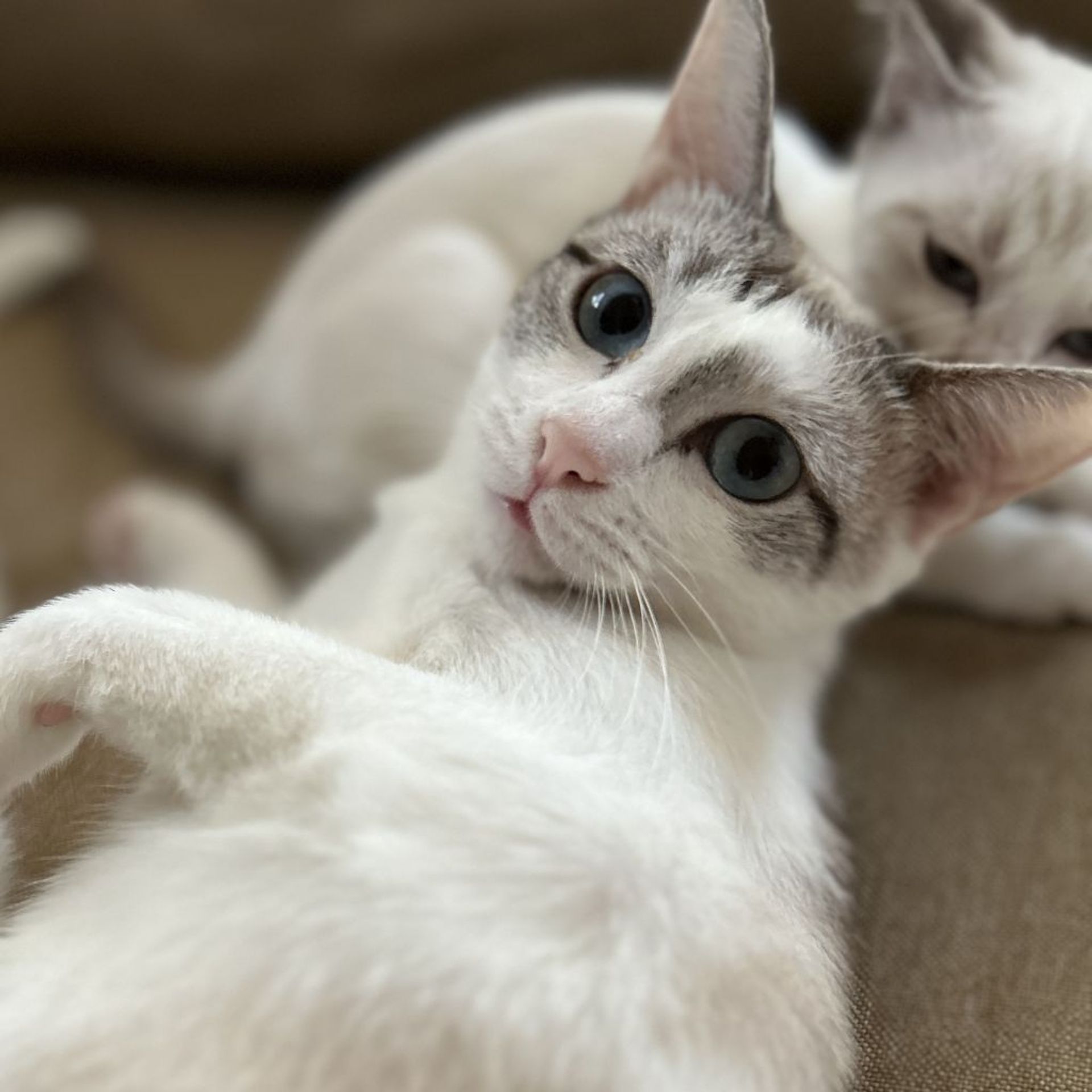 雑種（ミックス猫）・メスの里親募集の写真