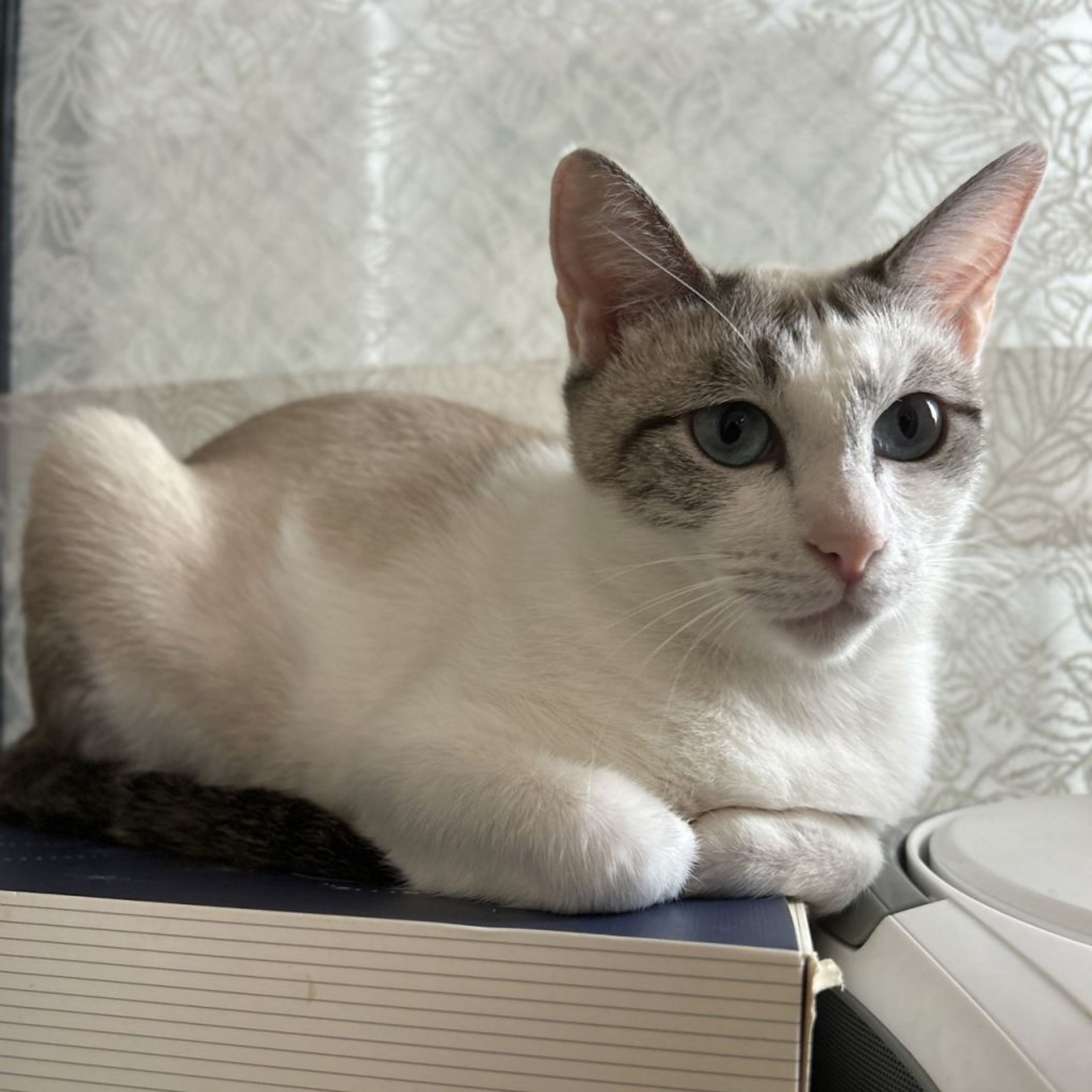 pet-image-3