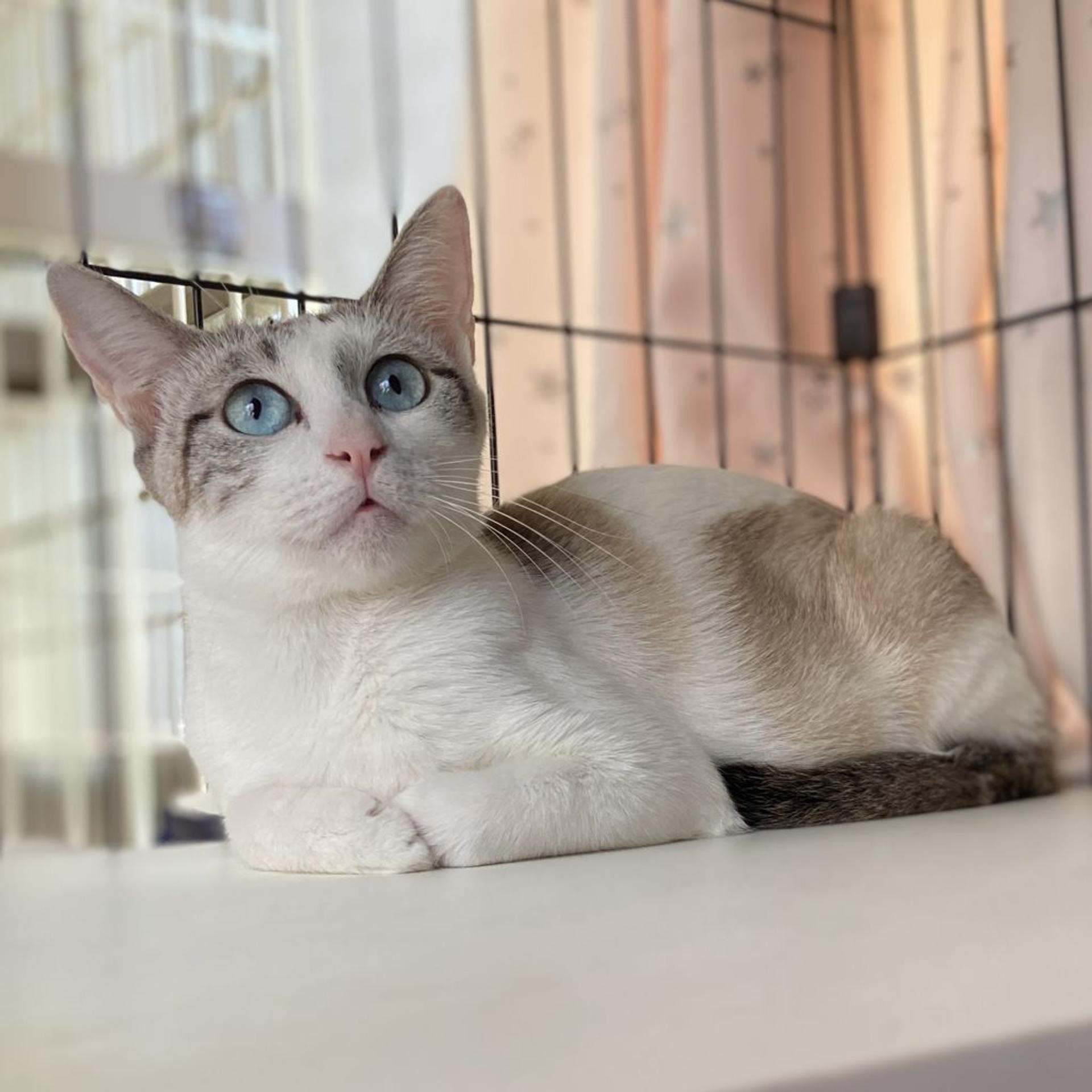 pet-image-6