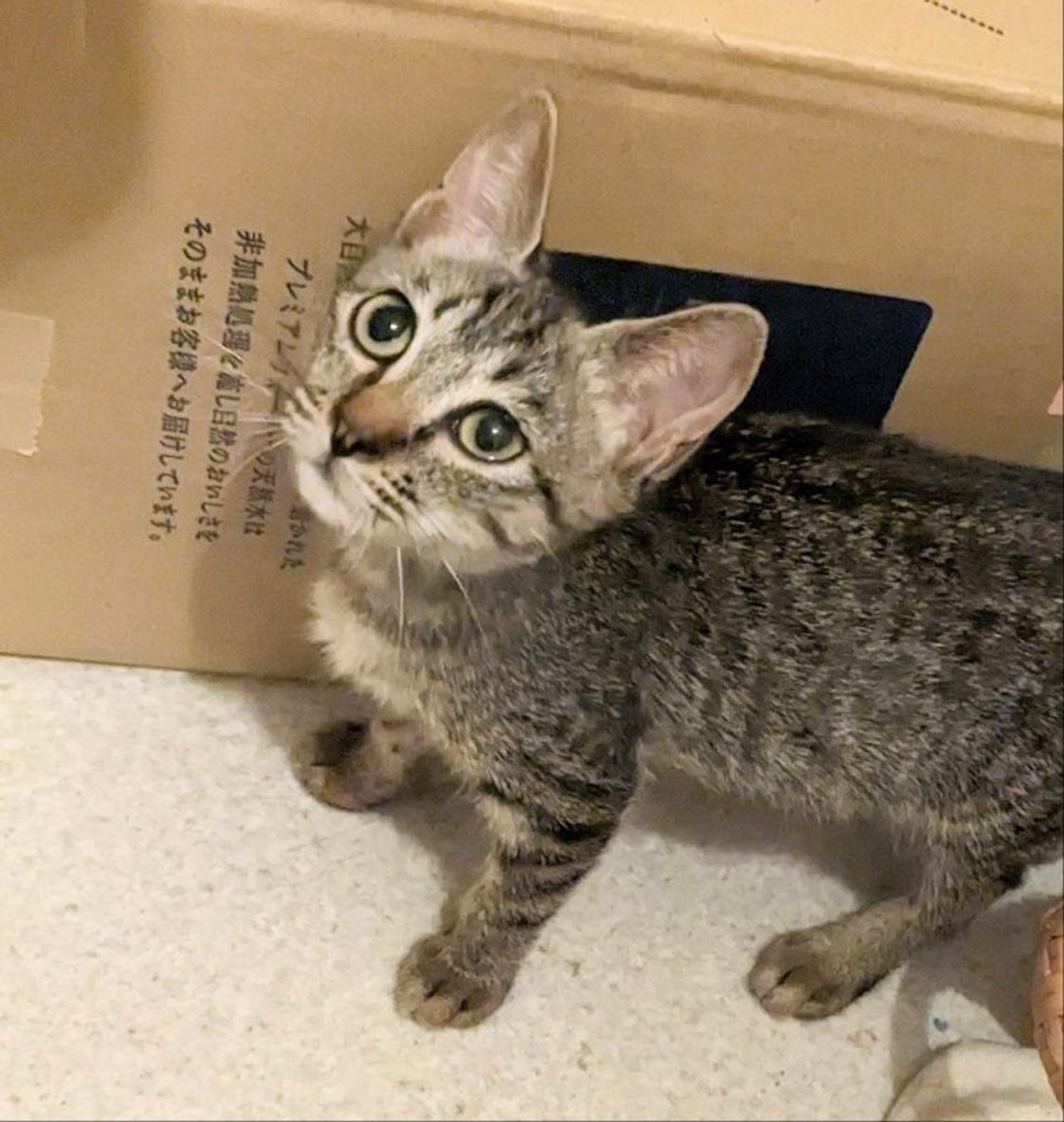雑種（ミックス猫）・メスの里親募集の写真