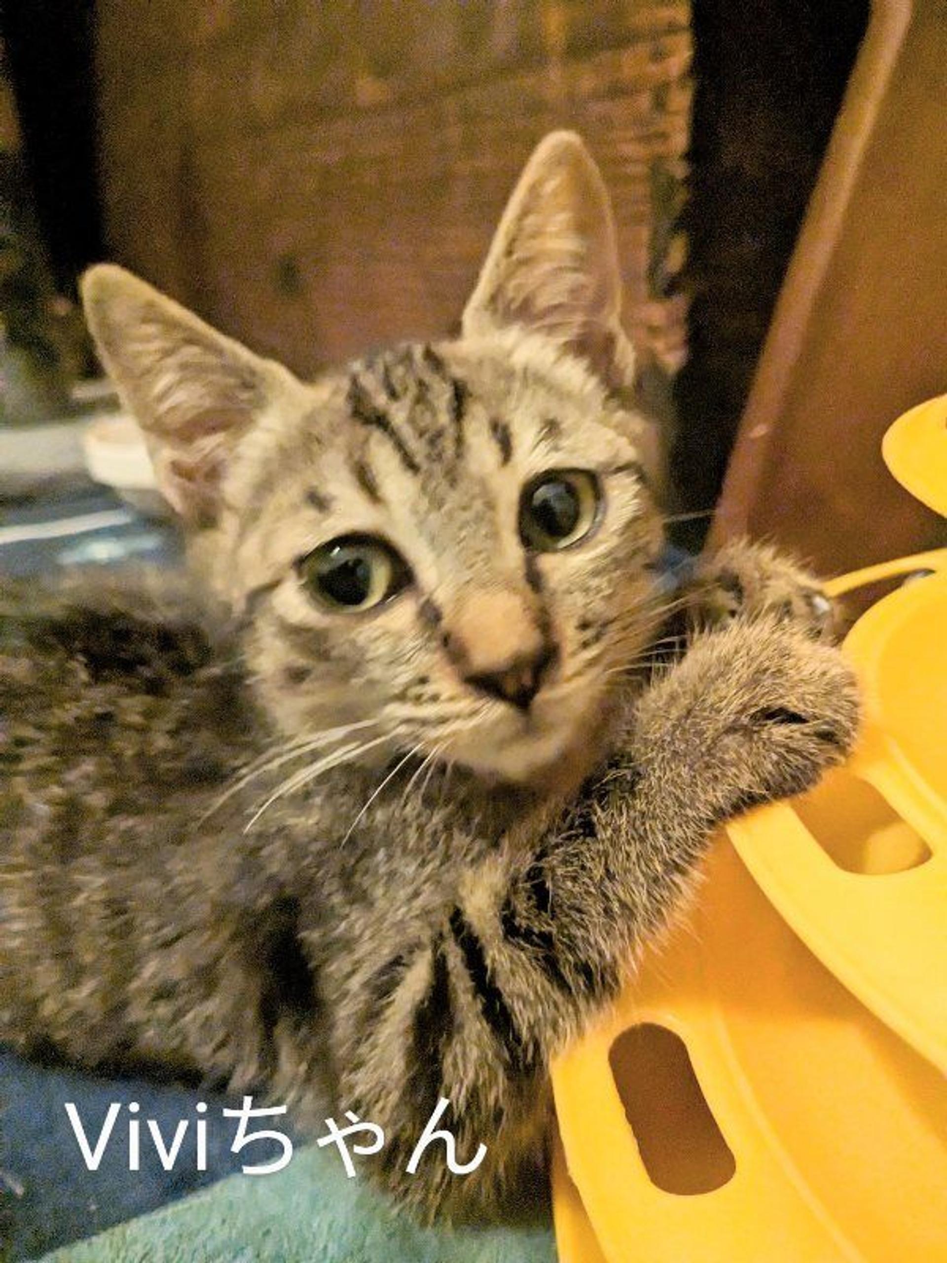 pet-image-2