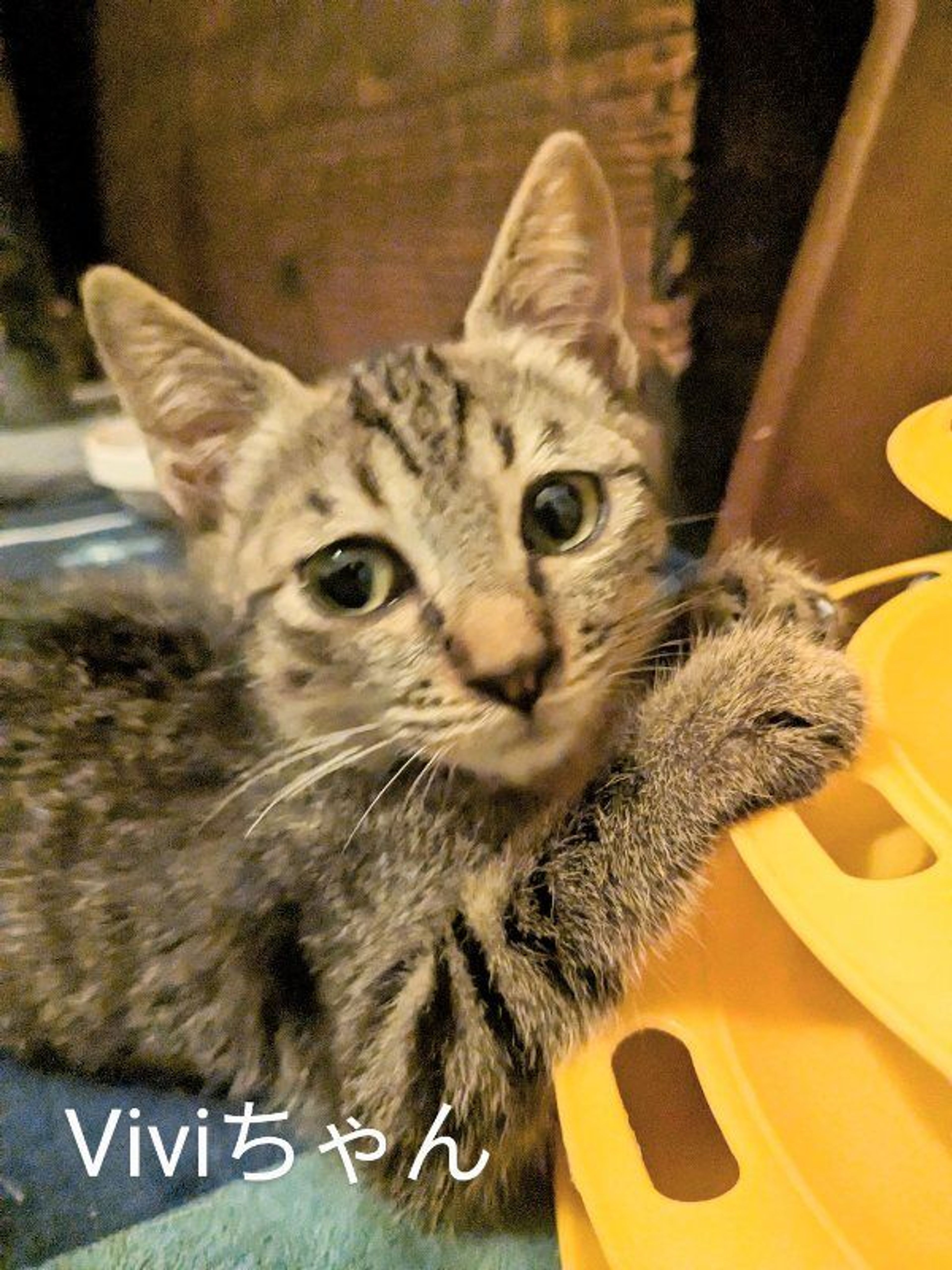 pet-image-2