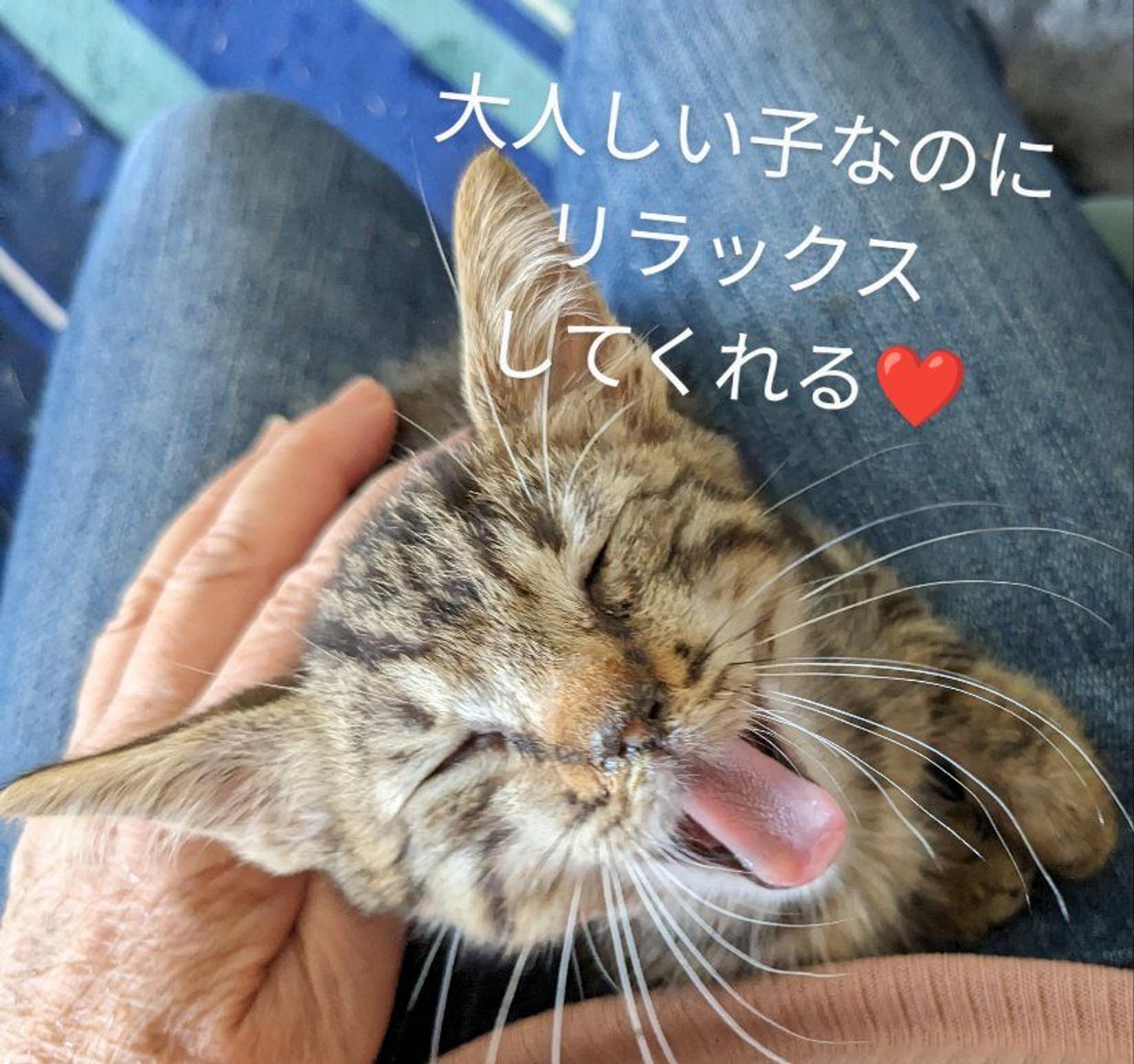 pet-image-5