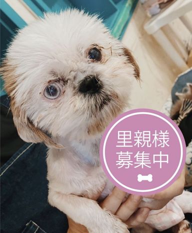 ゆめぴりかの写真