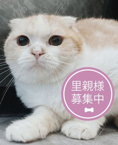 カービィの写真