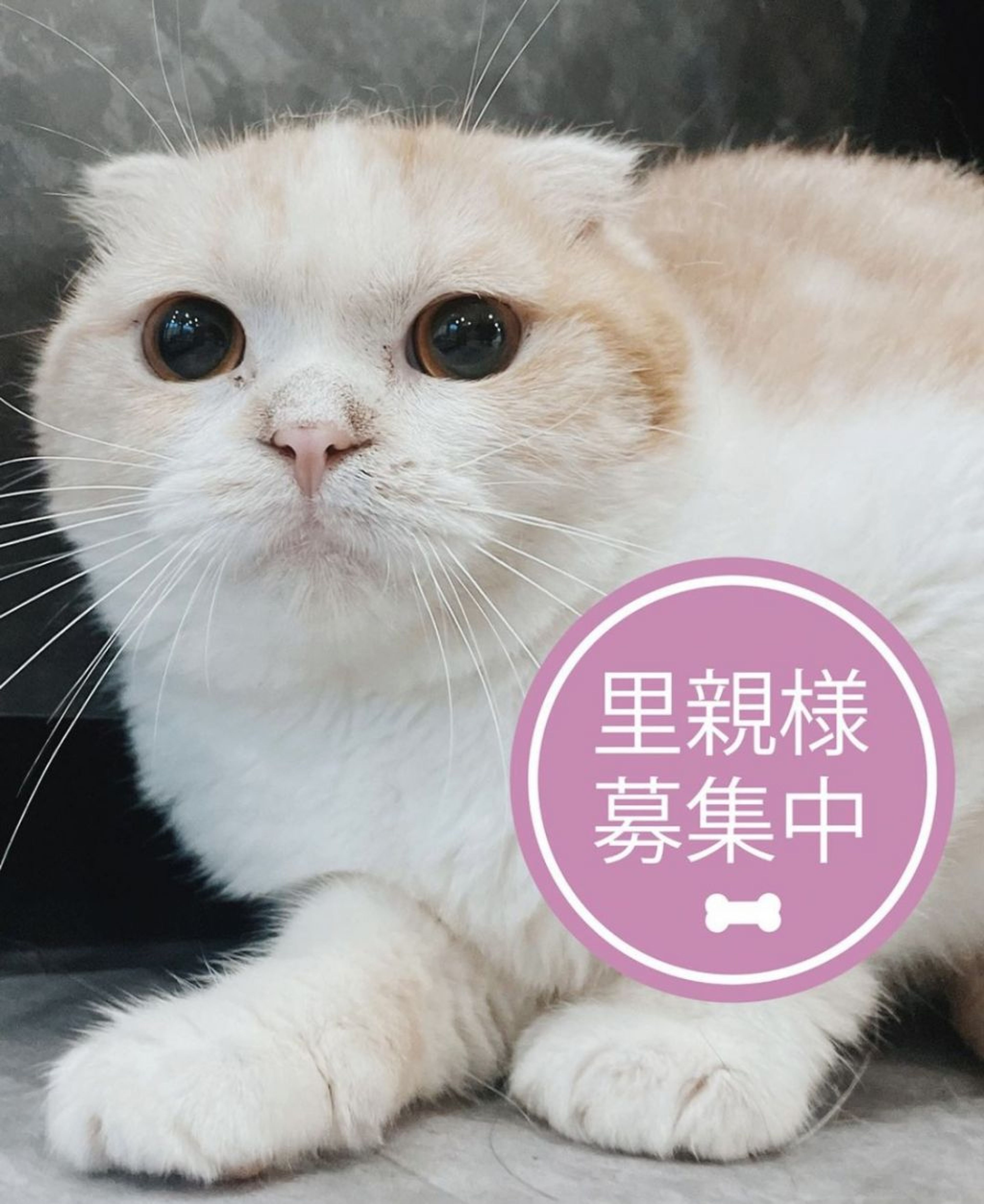 スコティッシュフォールド・メスの里親募集の写真