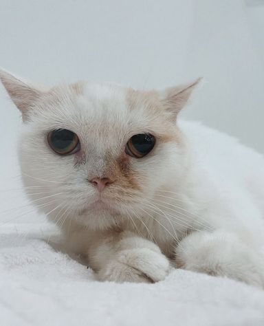 リンクの写真