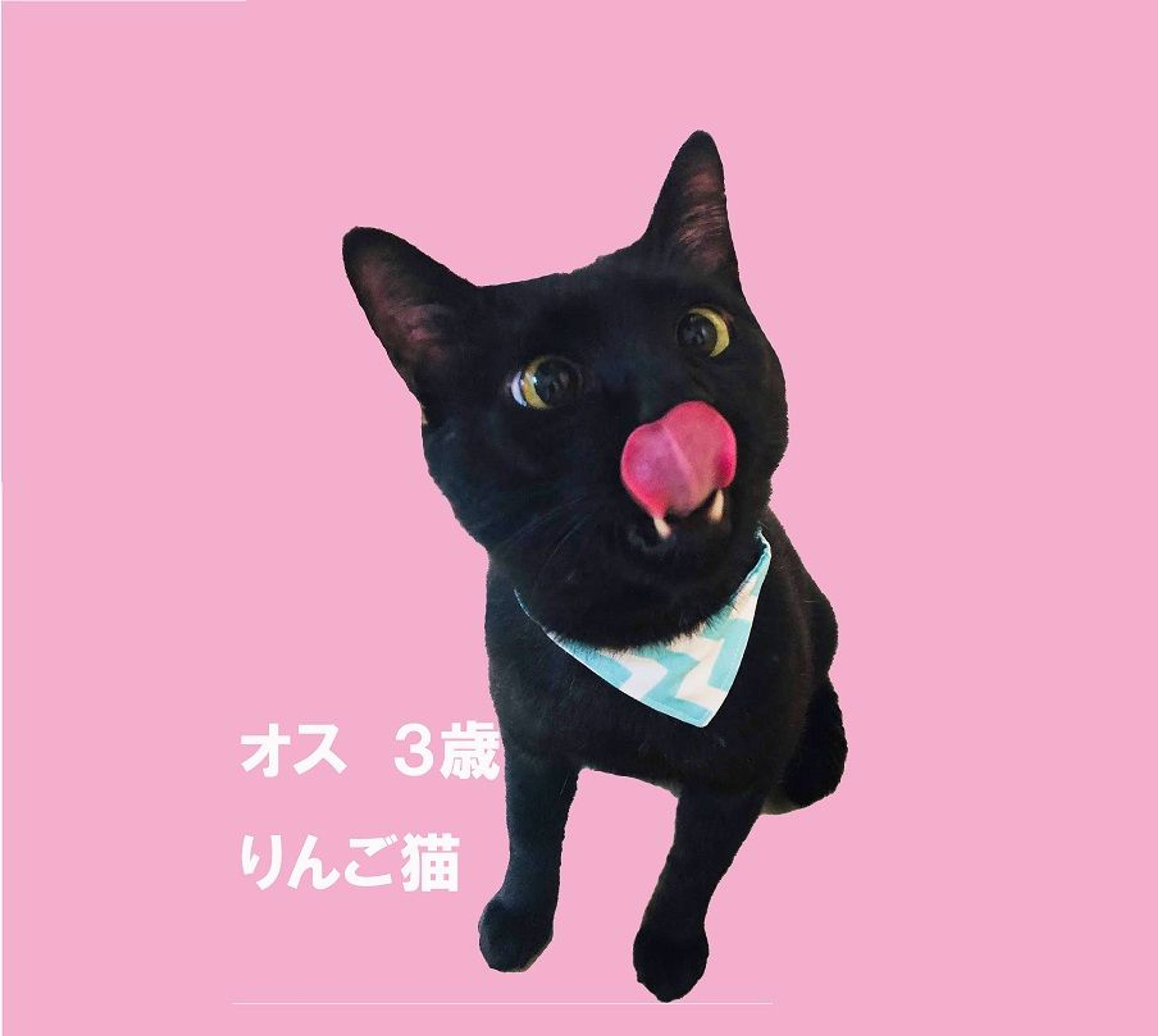 雑種（ミックス猫）・オスの里親募集の写真