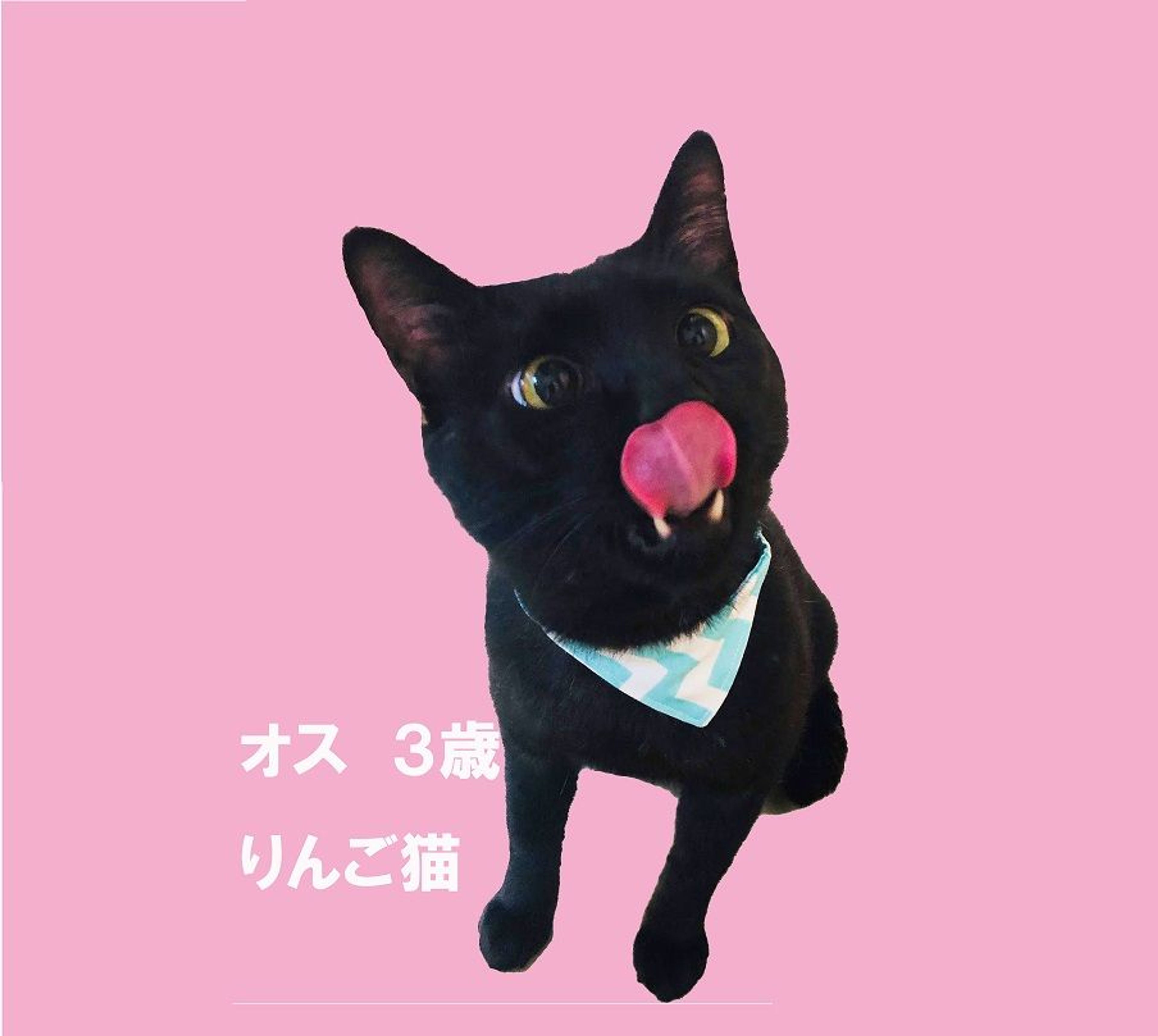雑種（ミックス猫）・オスの里親募集の写真