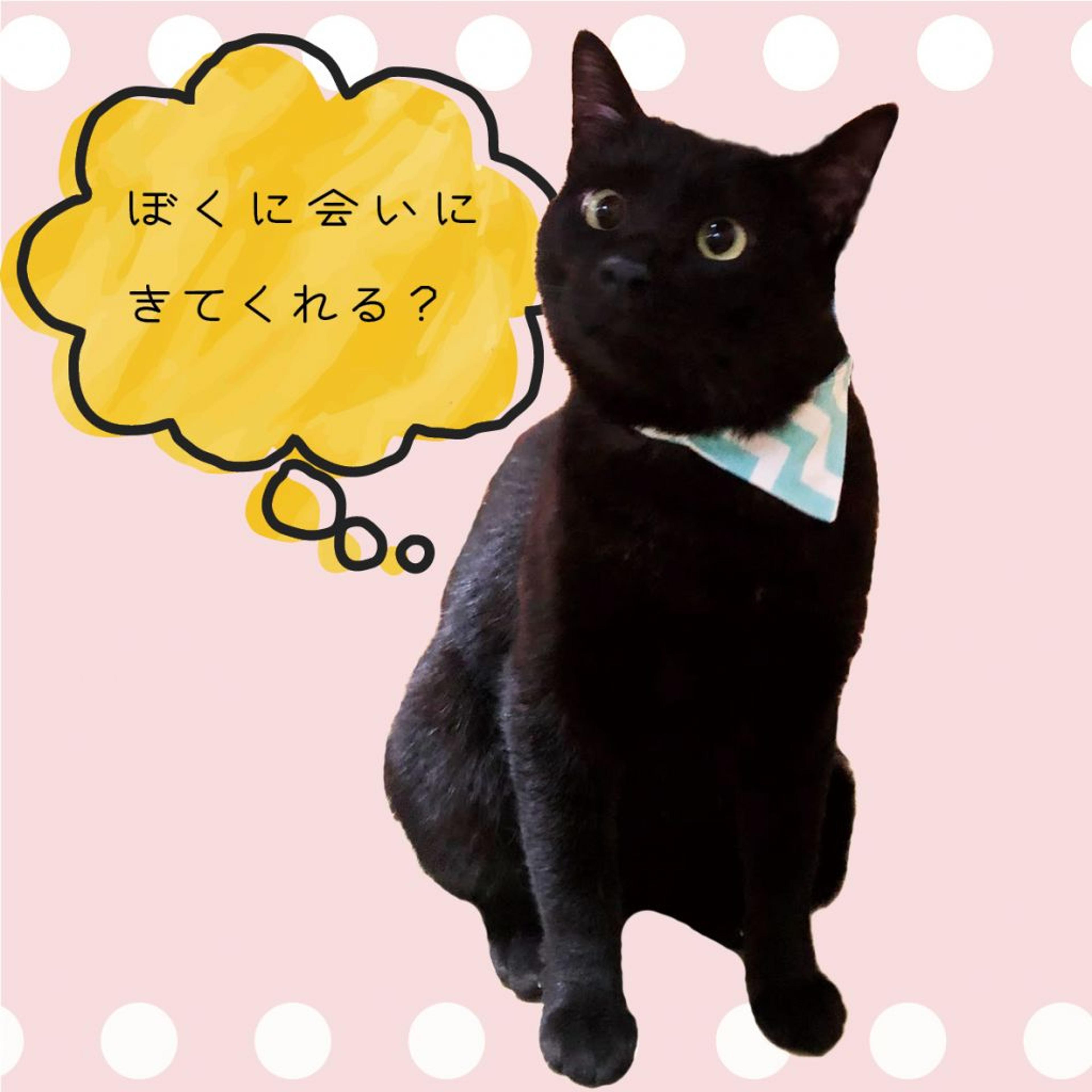 pet-image-2